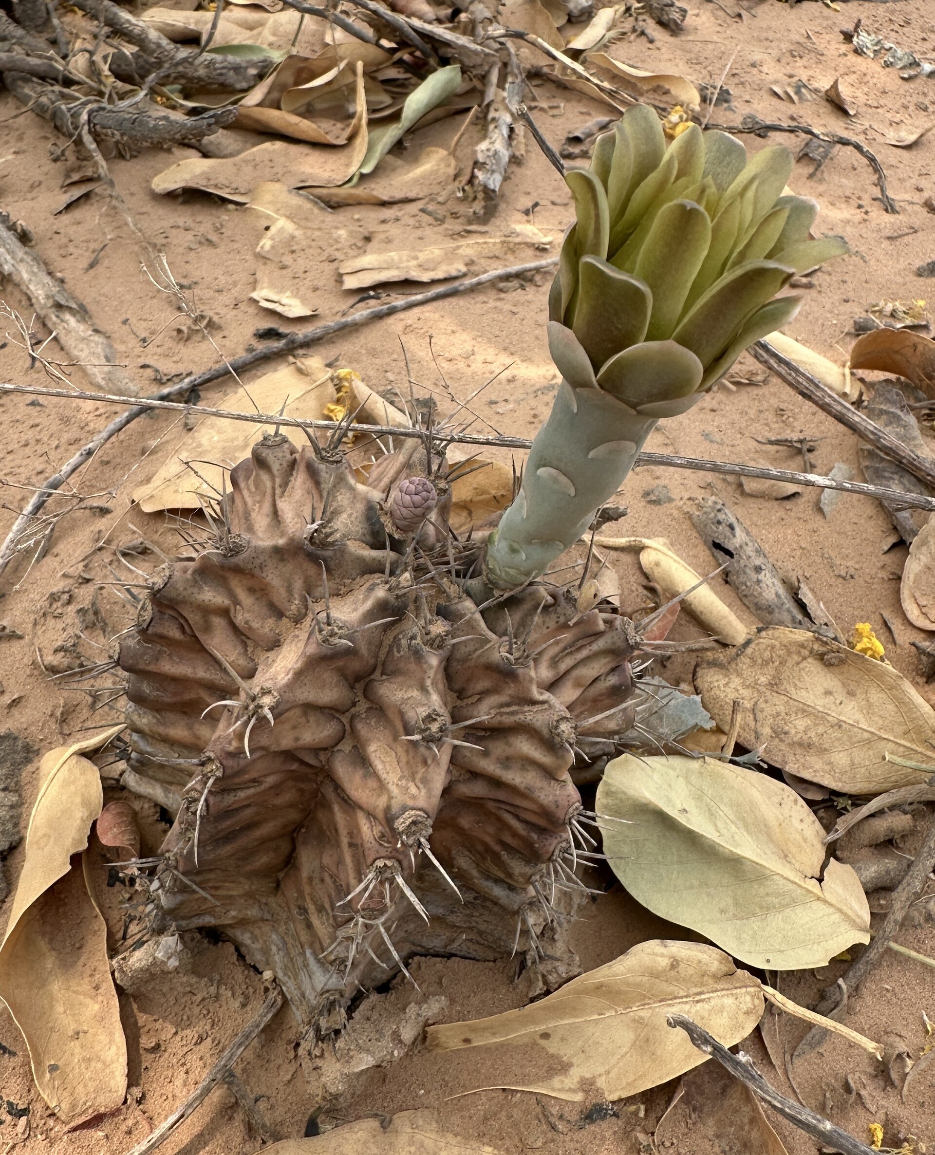 Imagem de referência relacionada a Gymnocalycium mihanovichii, item descrito como registro de referência sobre Gymnocalycium mihanovichii, organizado a partir de dados estruturados abertos