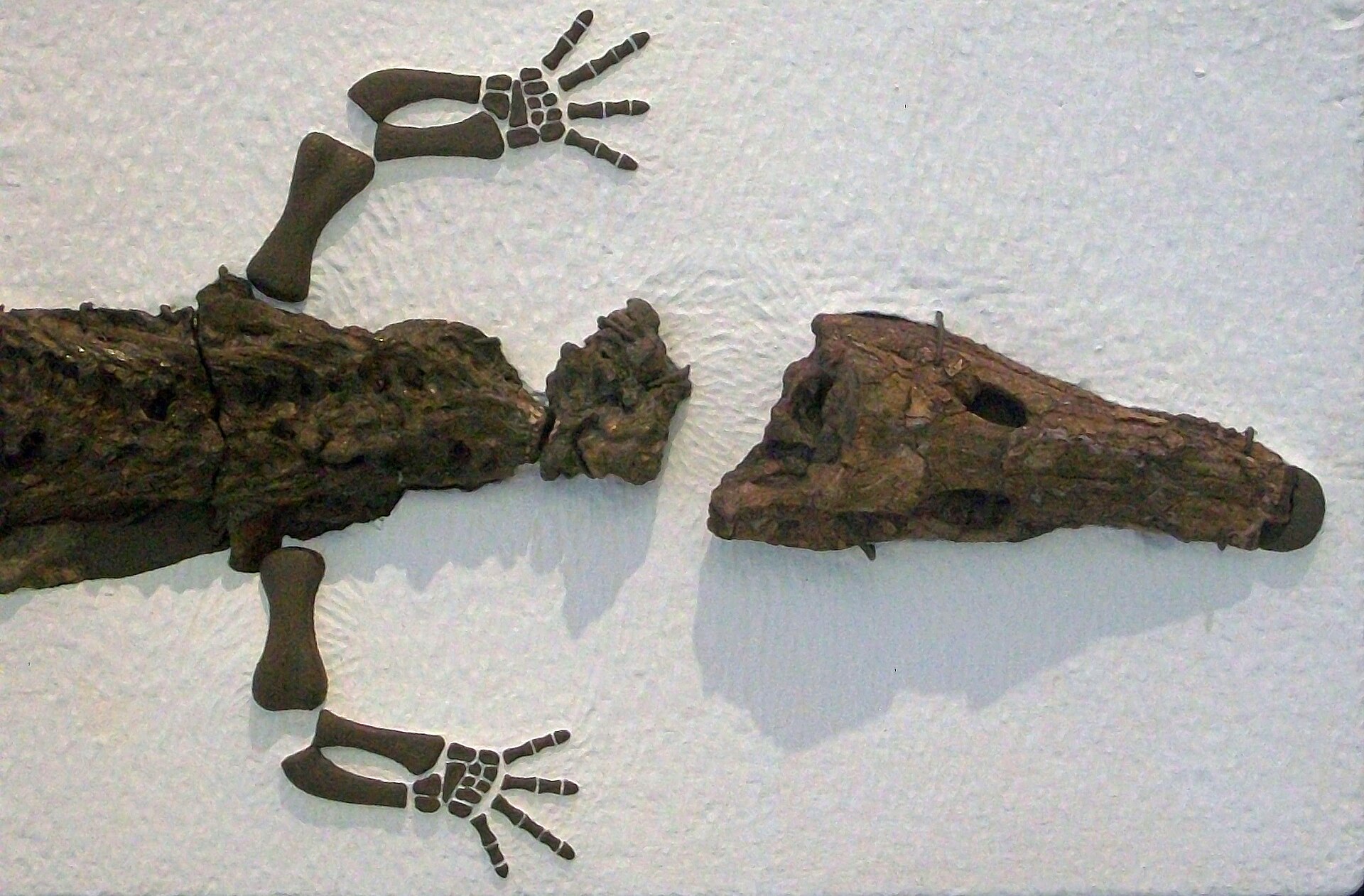 Imagem de referência relacionada a Archeria, item descrito como género de plantas