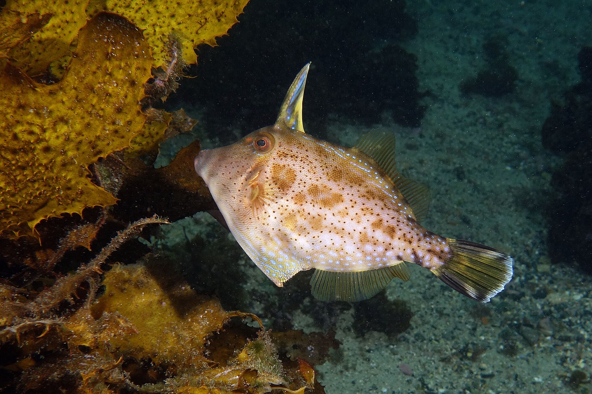 Imagem de referência relacionada a Scobinichthys granulatus, item descrito como registro de referência sobre Scobinichthys granulatus, organizado a partir de dados estruturados abertos