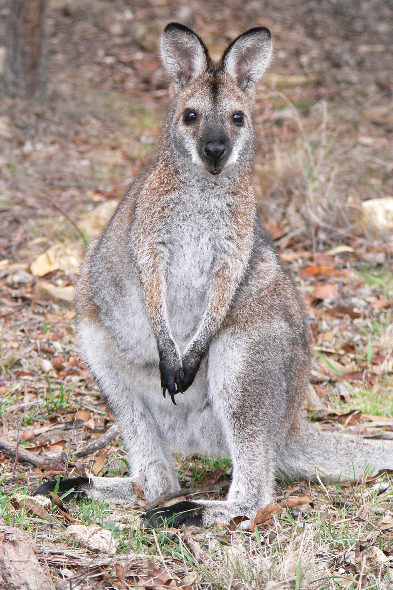 Imagem de referência de Macropodidae, descrito nos dados abertos como família de mamíferos