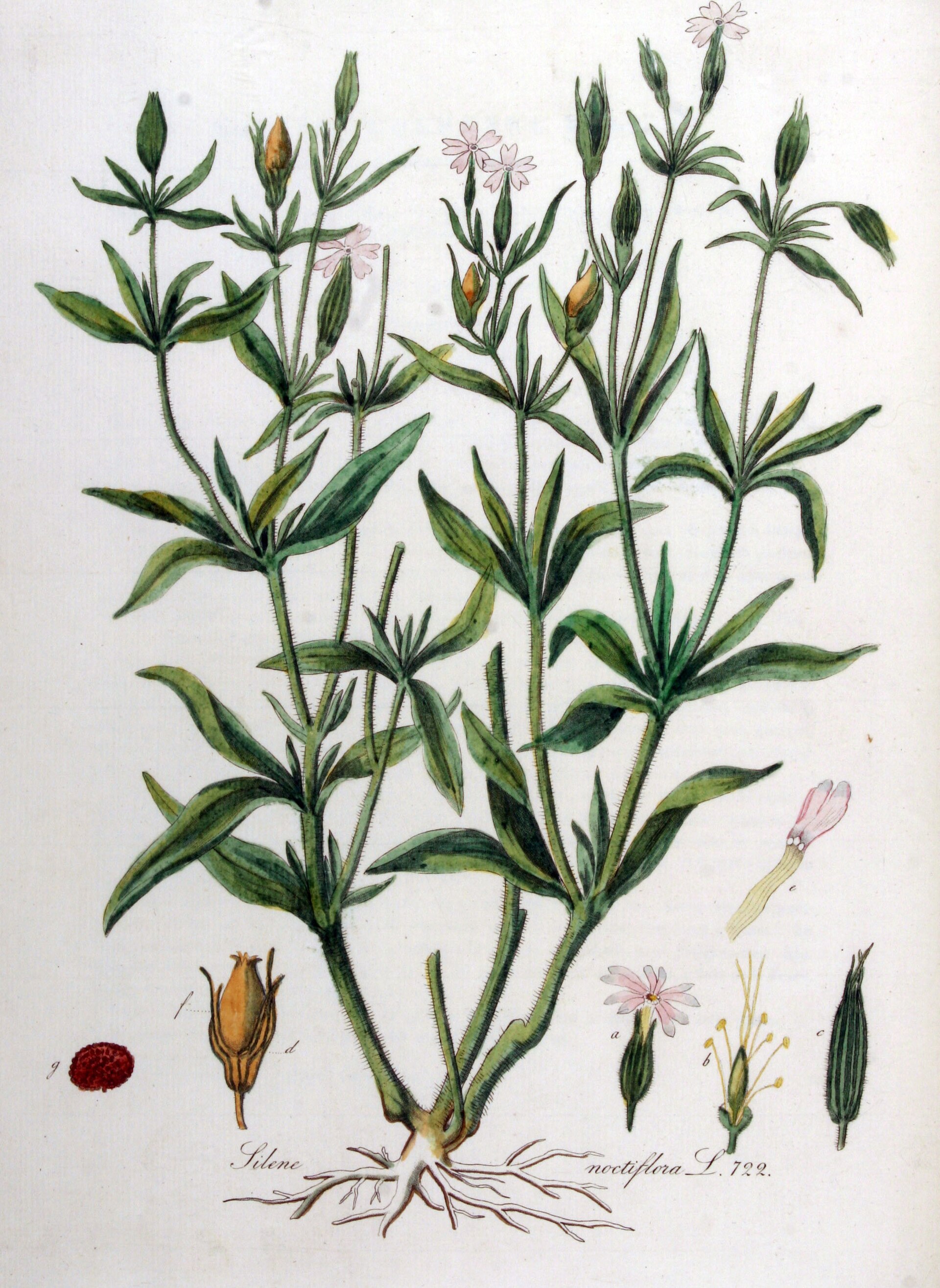Imagem de referência relacionada a Silene noctiflora, item descrito como registro de referência sobre Silene noctiflora, organizado a partir de dados estruturados abertos