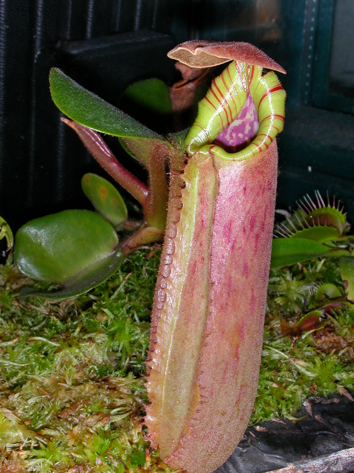 Imagem de referência relacionada a Nepenthes truncata, item descrito como registro de referência sobre Nepenthes truncata, organizado a partir de dados estruturados abertos