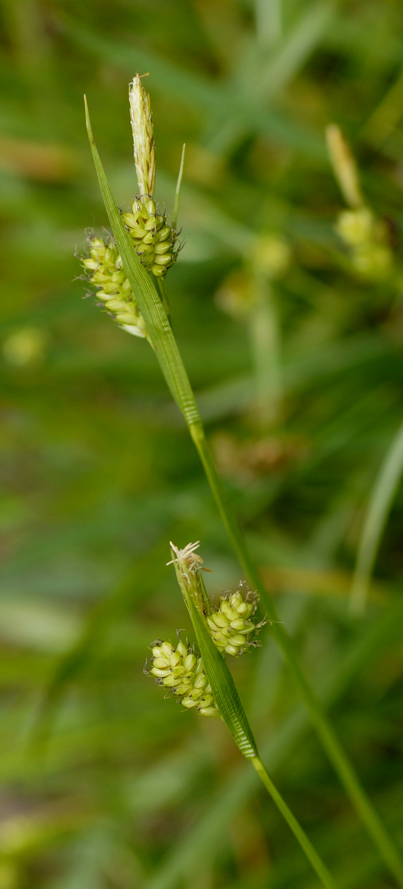 Imagem de referência relacionada a Carex pallescens, item descrito como espécie de planta
