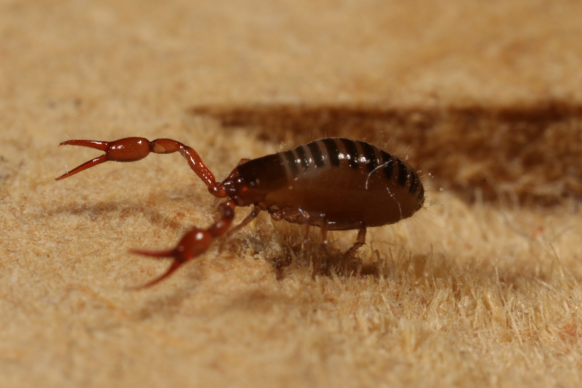 Imagem de referência de Neobisium carcinoides, descrito nos dados abertos como espécie de aracnídeo