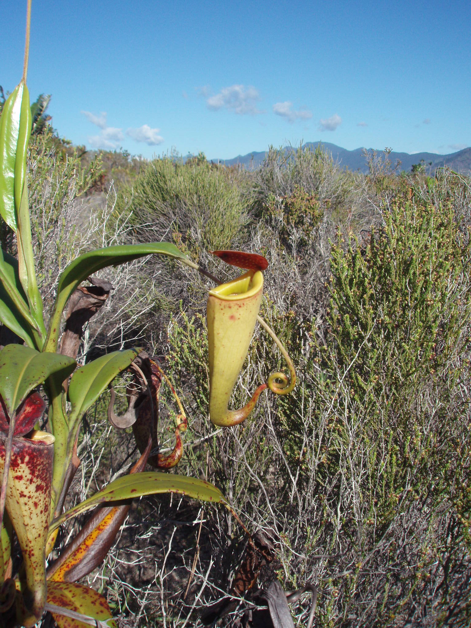 Imagem de referência relacionada a Nepenthes madagascariensis, item descrito como registro de referência sobre Nepenthes madagascariensis, organizado a partir de dados estruturados abertos