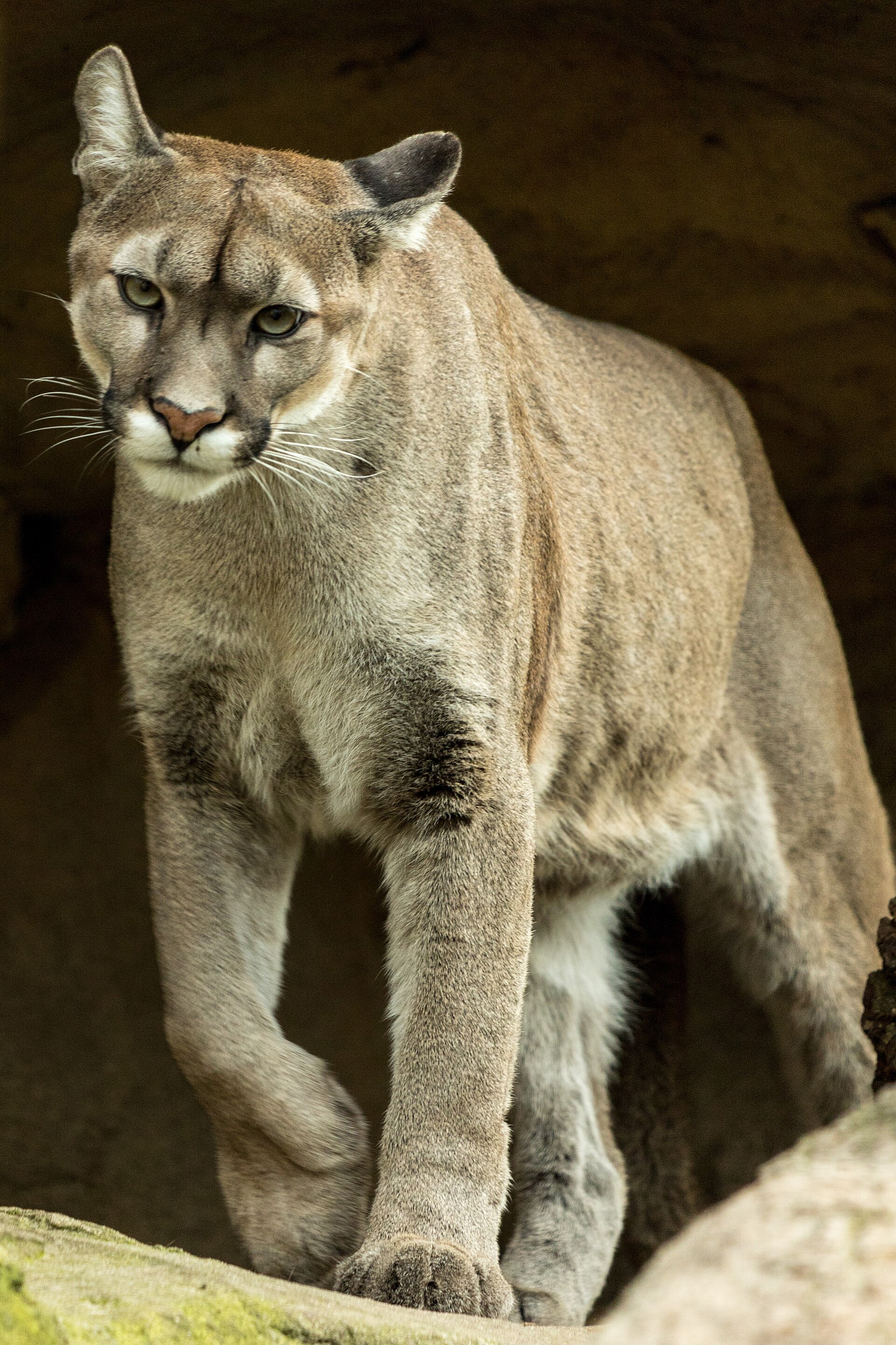 Imagem de referência de Puma, descrito nos dados abertos como género de mamíferos