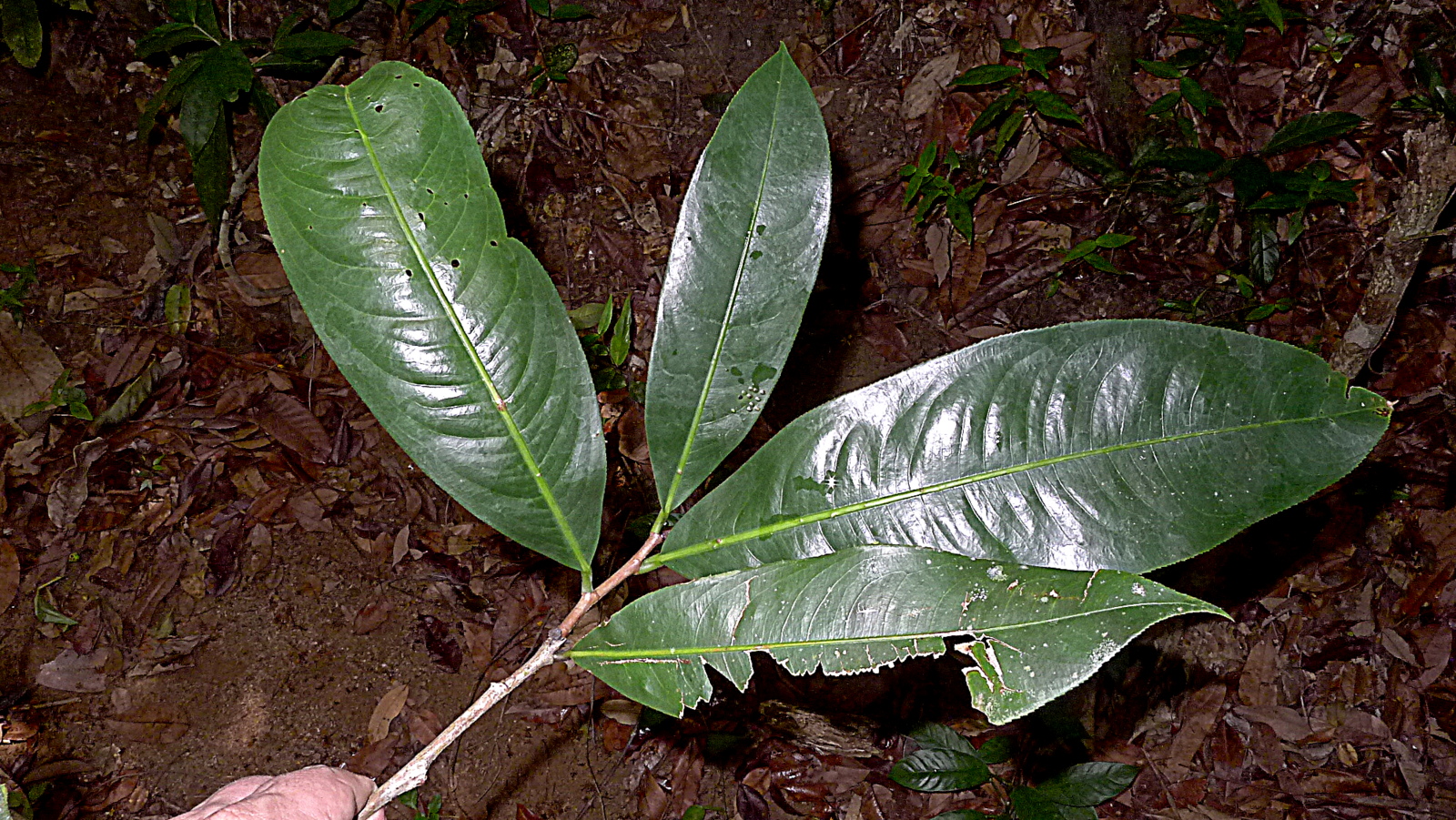Imagem de referência de Ochnaceae, descrito nos dados abertos como família de plantas com flor, da ordem Malpighiales, que agrega 33 géneros e cerca de 550 espécies, na sua maior parte árvores e arbustos das florestas tropicais húmidas