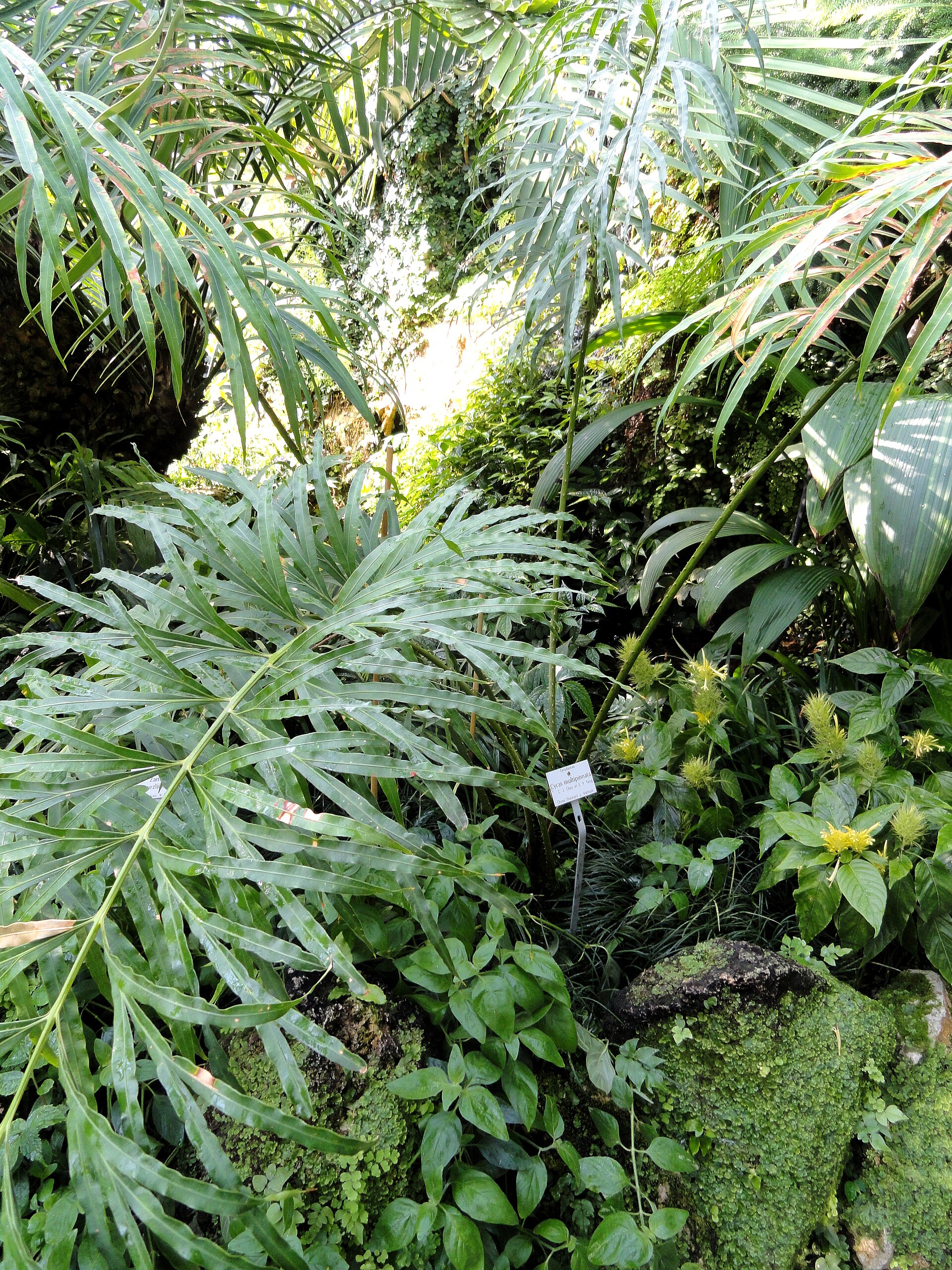 Imagem de referência de Cycas multipinnata, descrito nos dados abertos como espécie de planta