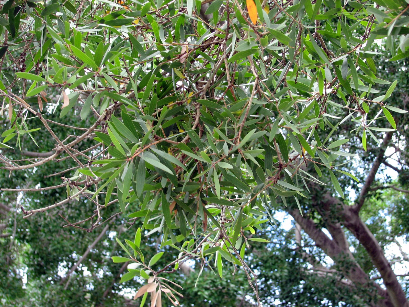 Imagem de referência de Melaleuca, descrito nos dados abertos como género de plantas