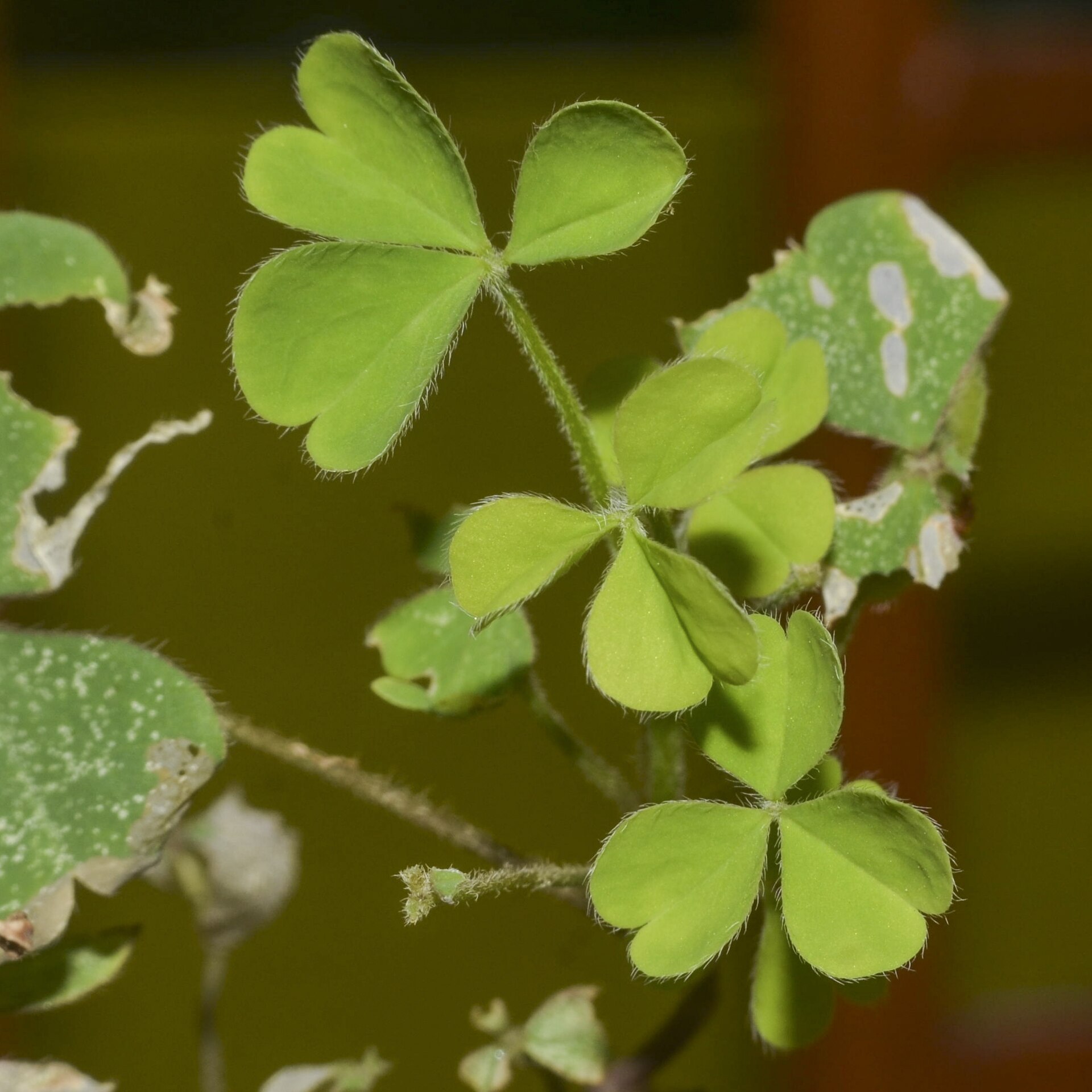 Imagem de referência de Oxalis corniculata, descrito nos dados abertos como espécie de planta com flor Oxalis corniculata