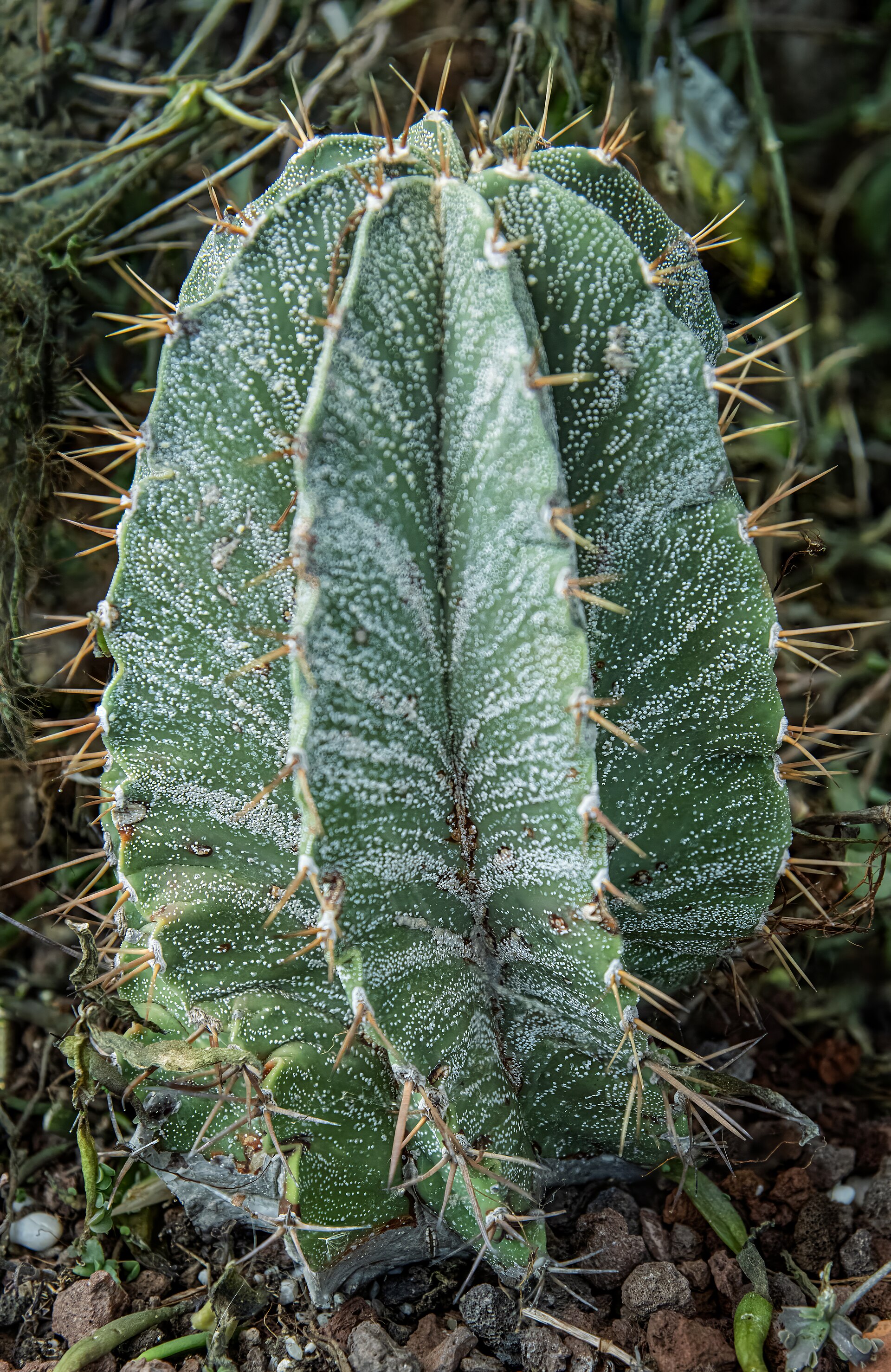 Imagem de referência relacionada a Astrophytum ornatum, item descrito como registro de referência sobre Astrophytum ornatum, organizado a partir de dados estruturados abertos