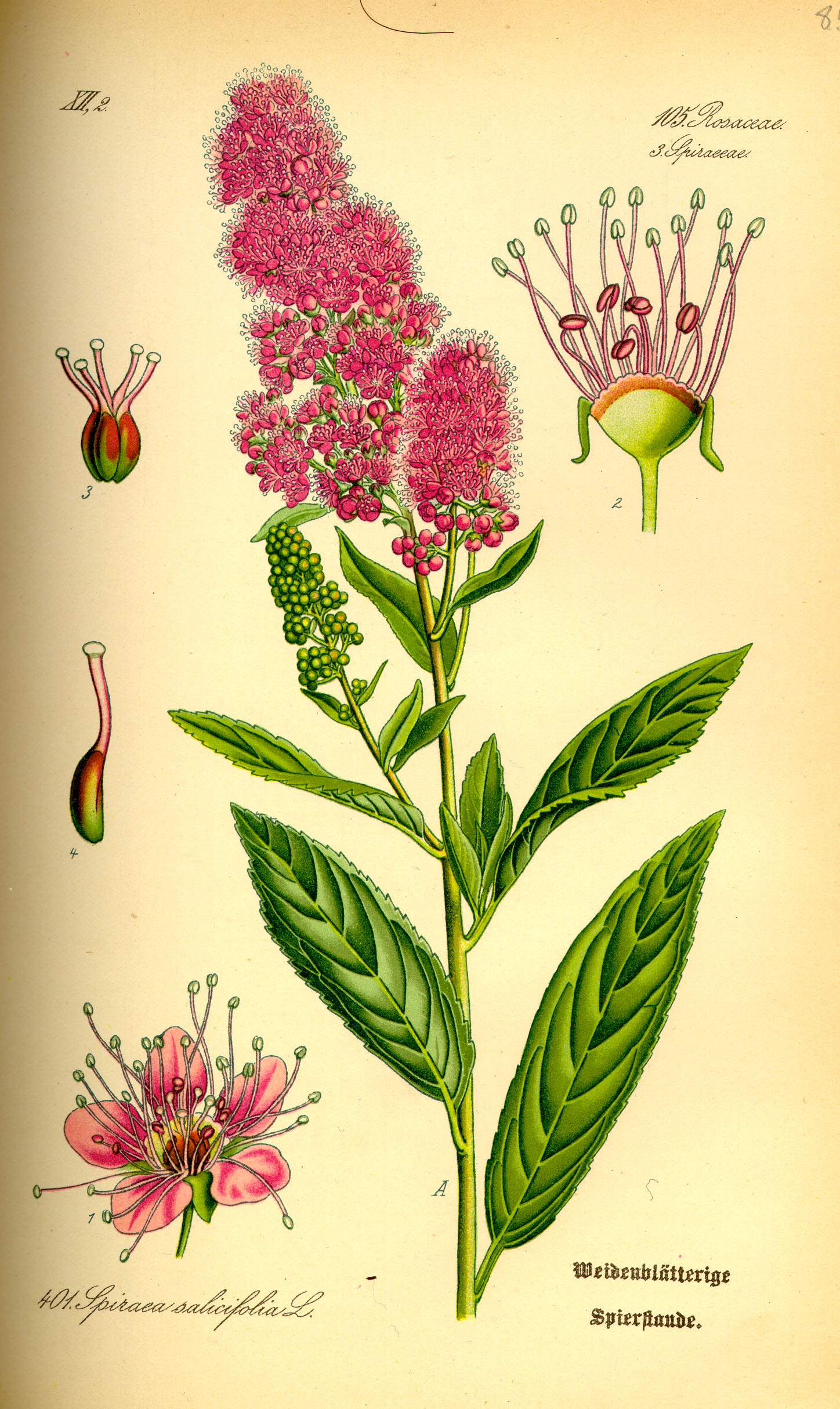 Imagem de referência relacionada a Spiraea, item descrito como género de plantas