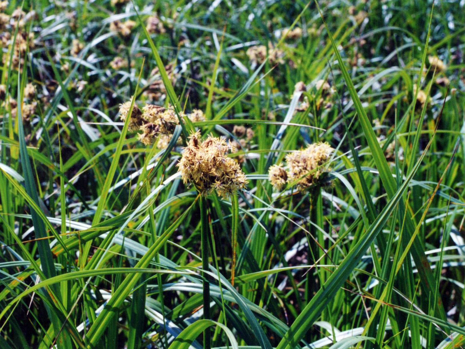 Imagem de referência relacionada a Scirpus, item descrito como género de plantas