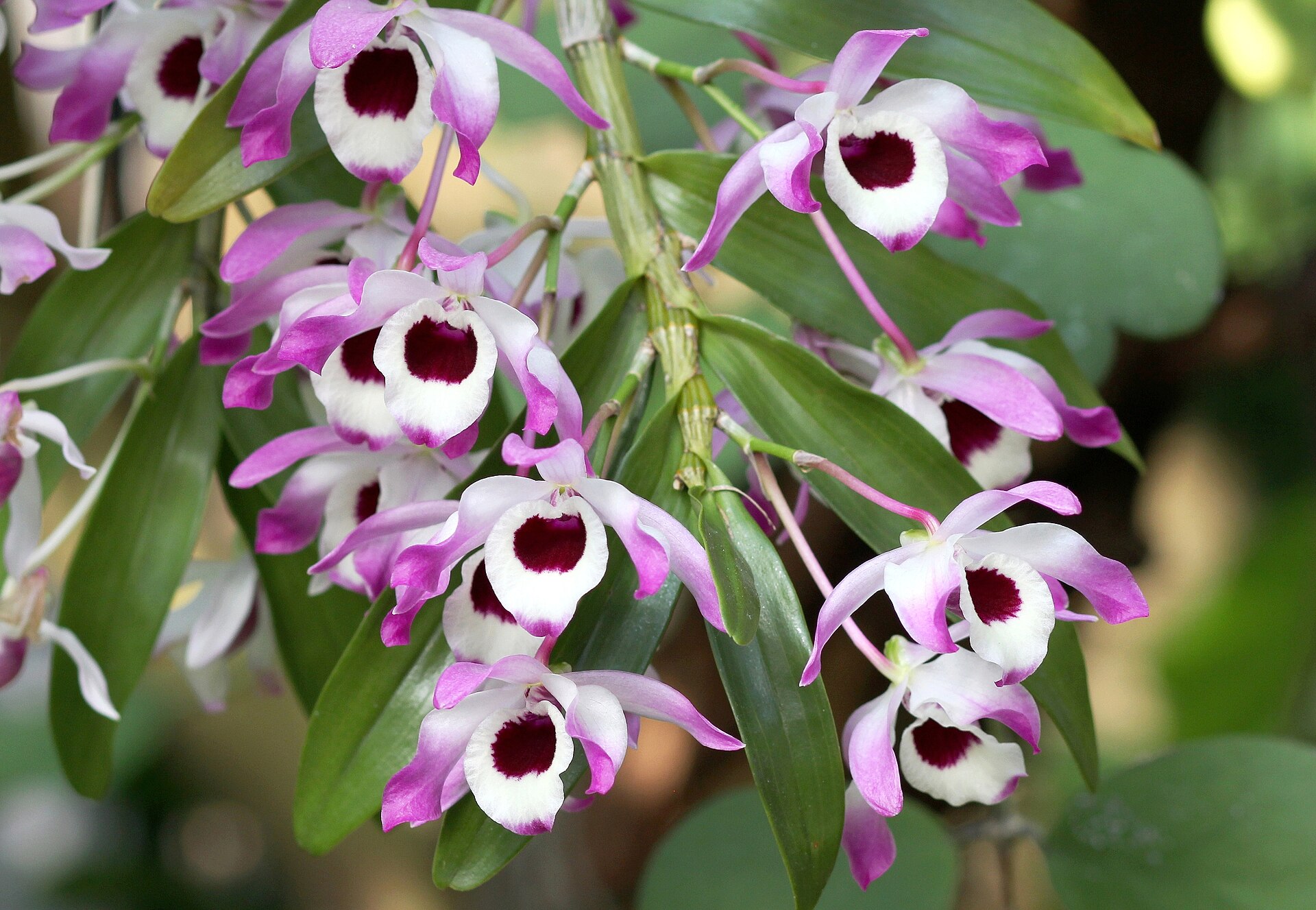 Imagem de referência de Dendrobium, descrito nos dados abertos como género de plantas