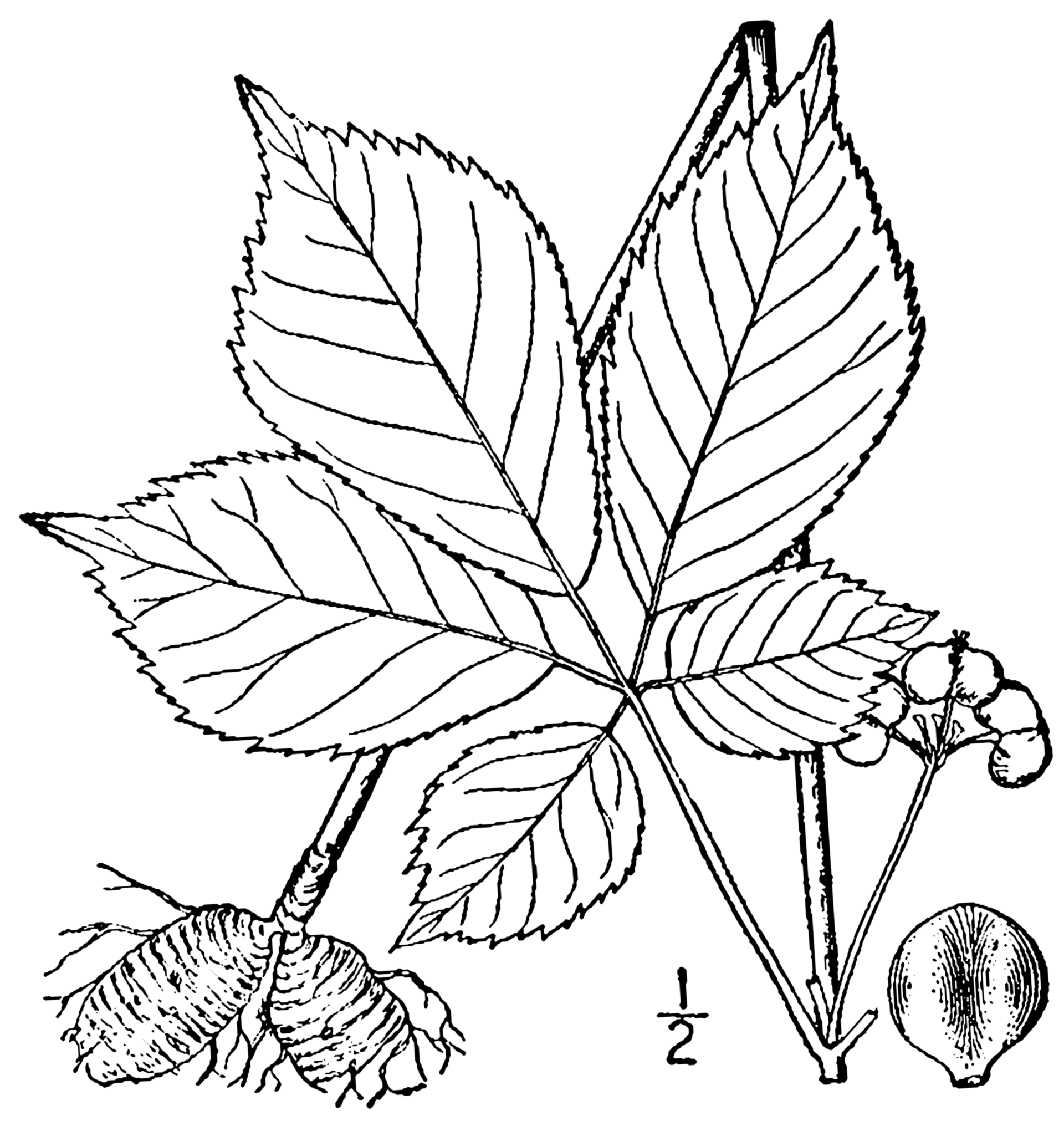 Imagem de referência de Panax, descrito nos dados abertos como género de plantas