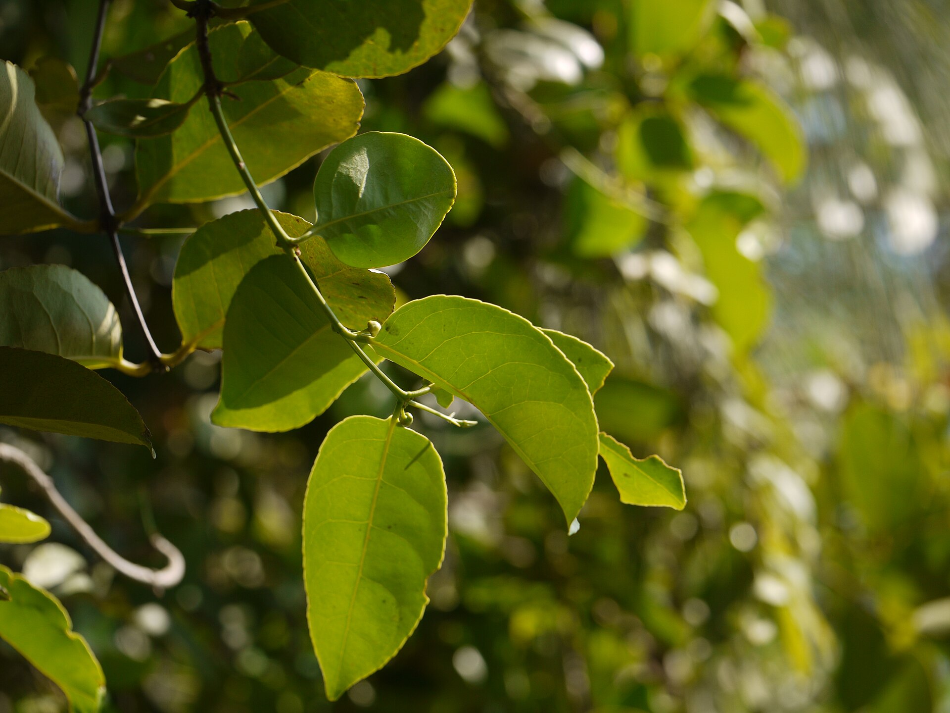 Imagem de referência de Salacia, descrito nos dados abertos como género de plantas
