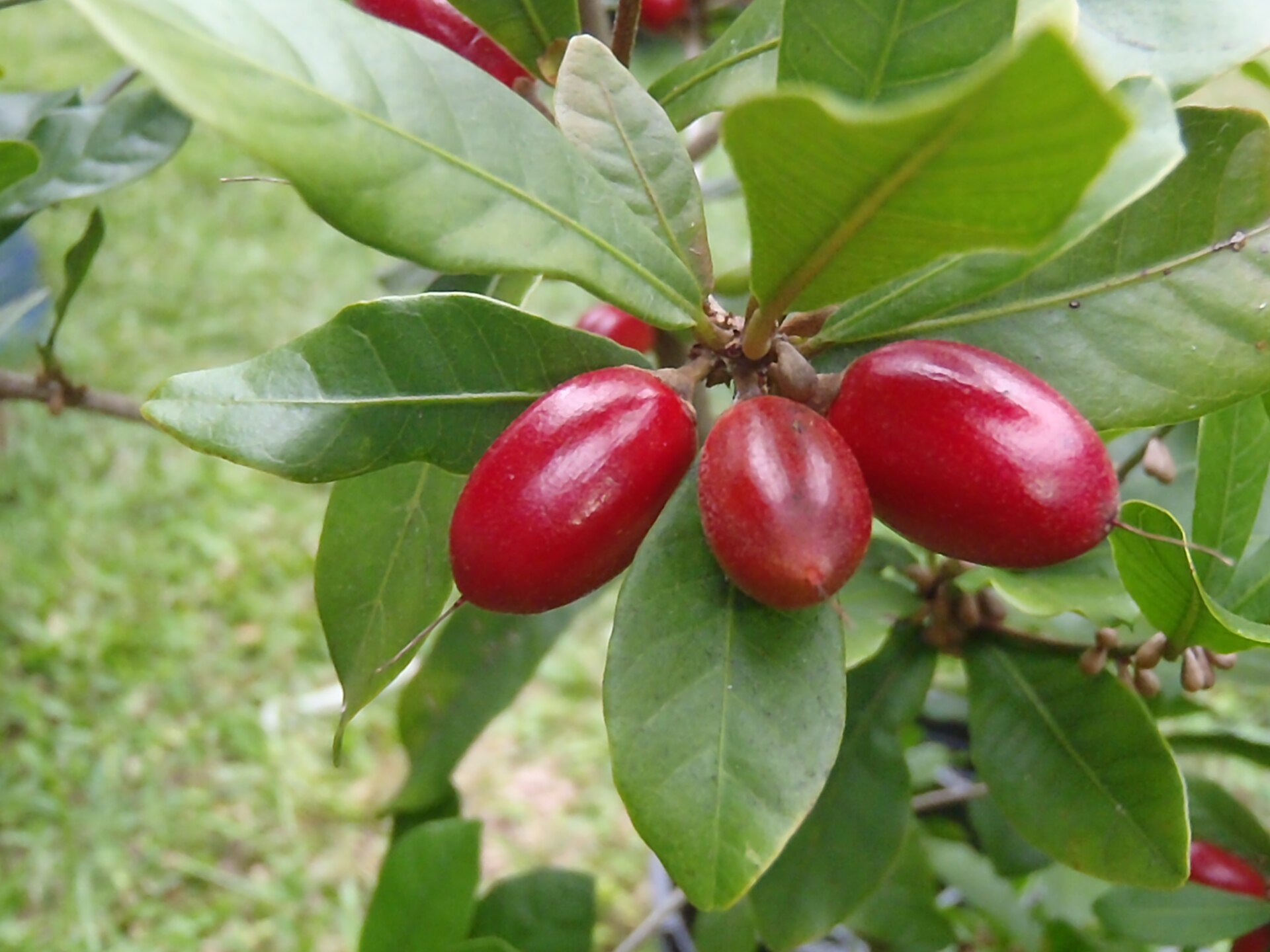 Imagem de referência de Synsepalum, descrito nos dados abertos como género de plantas