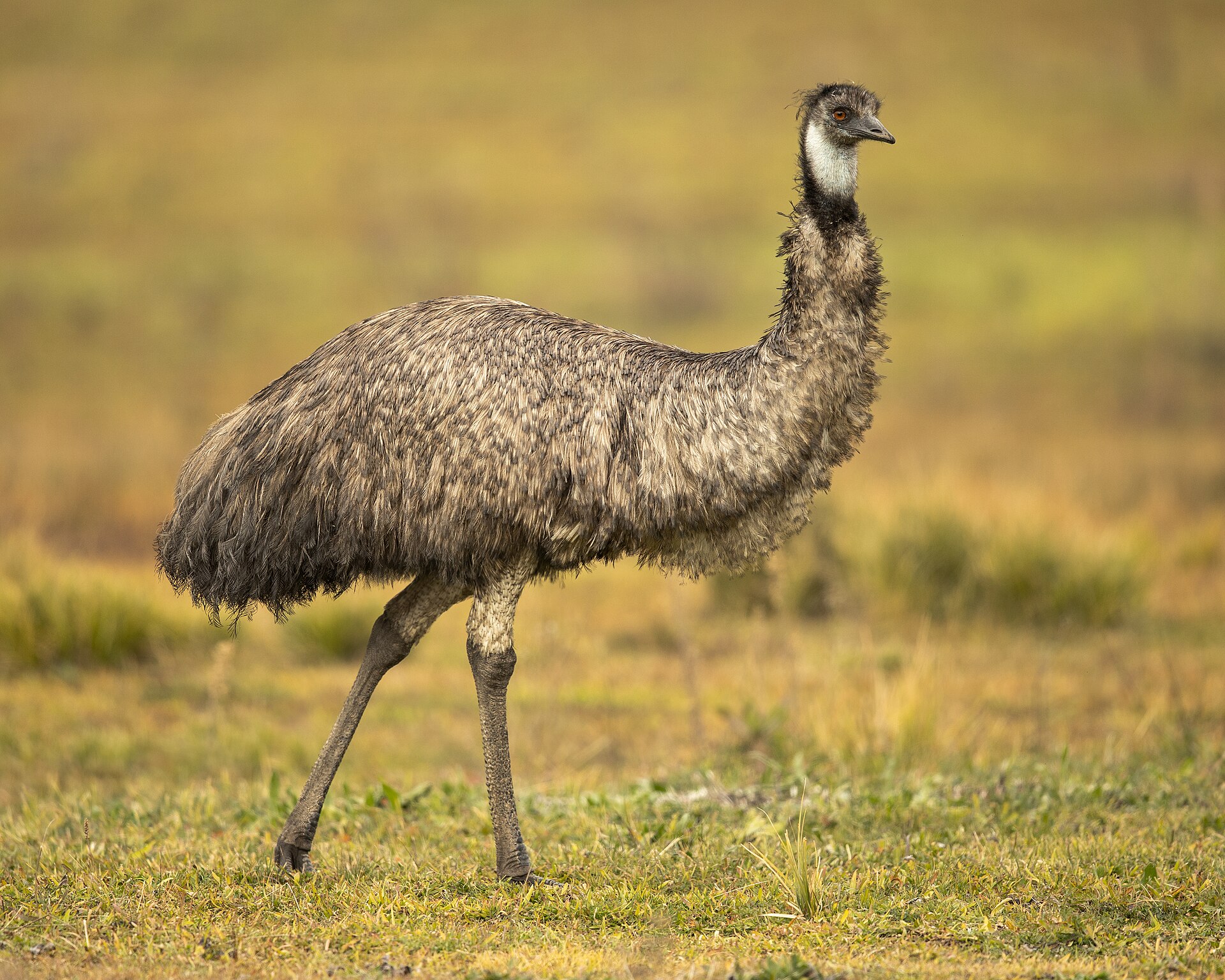 Imagem de referência relacionada a emu, item descrito como espécie de ave australiana