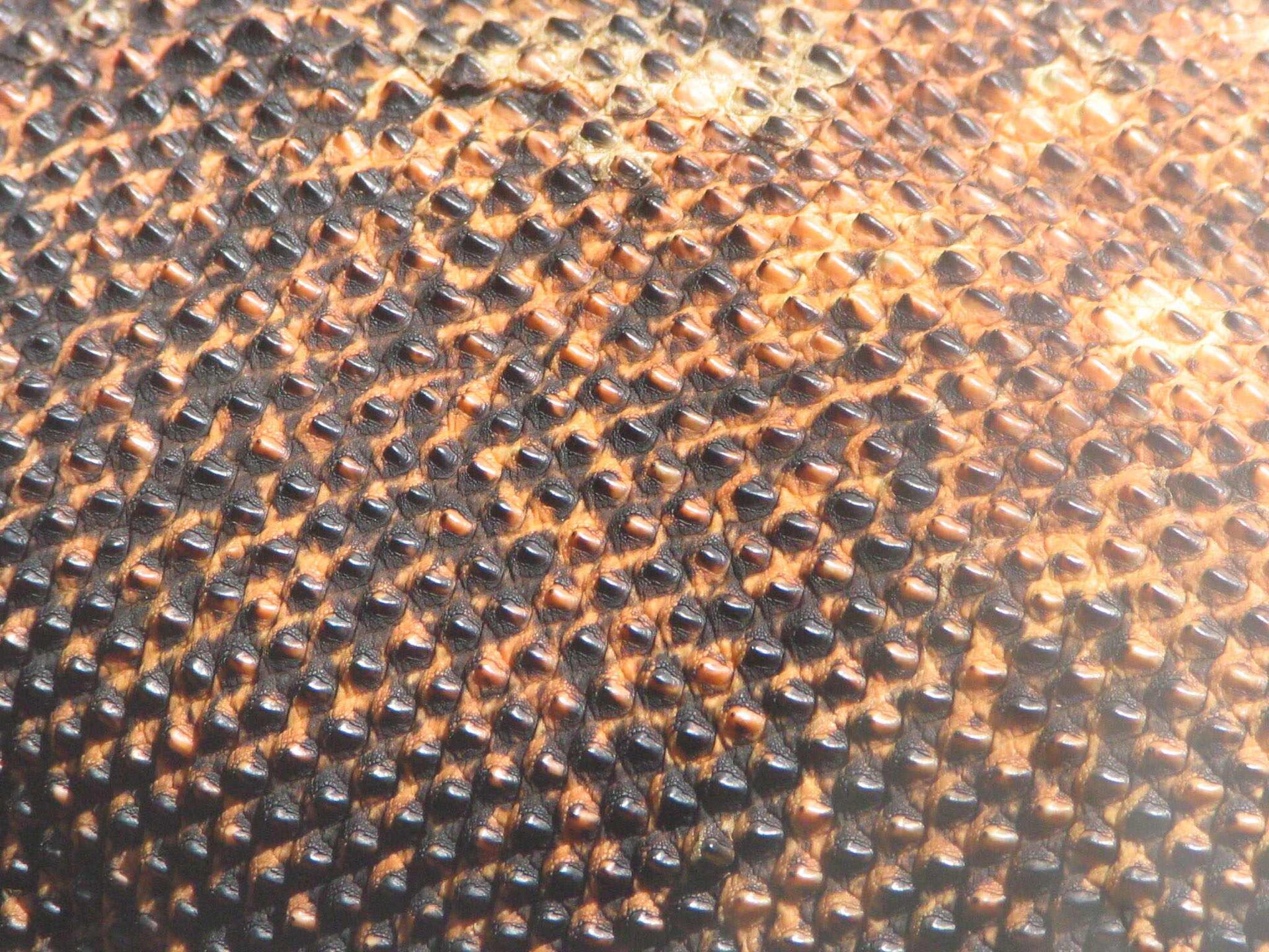 Imagem de referência de pele, descrito nos dados abertos como órgão que cobre o corpo dos vertebrados
