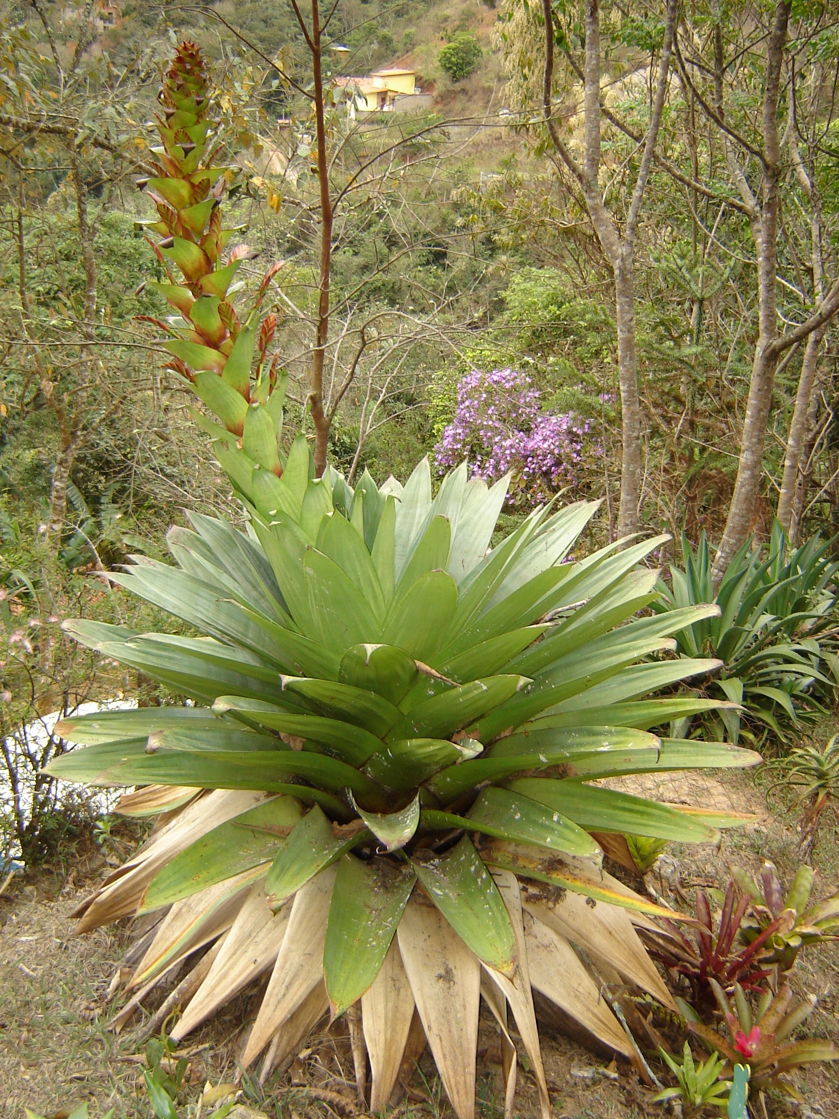 Imagem de referência relacionada a Alcantarea, item descrito como género de plantas