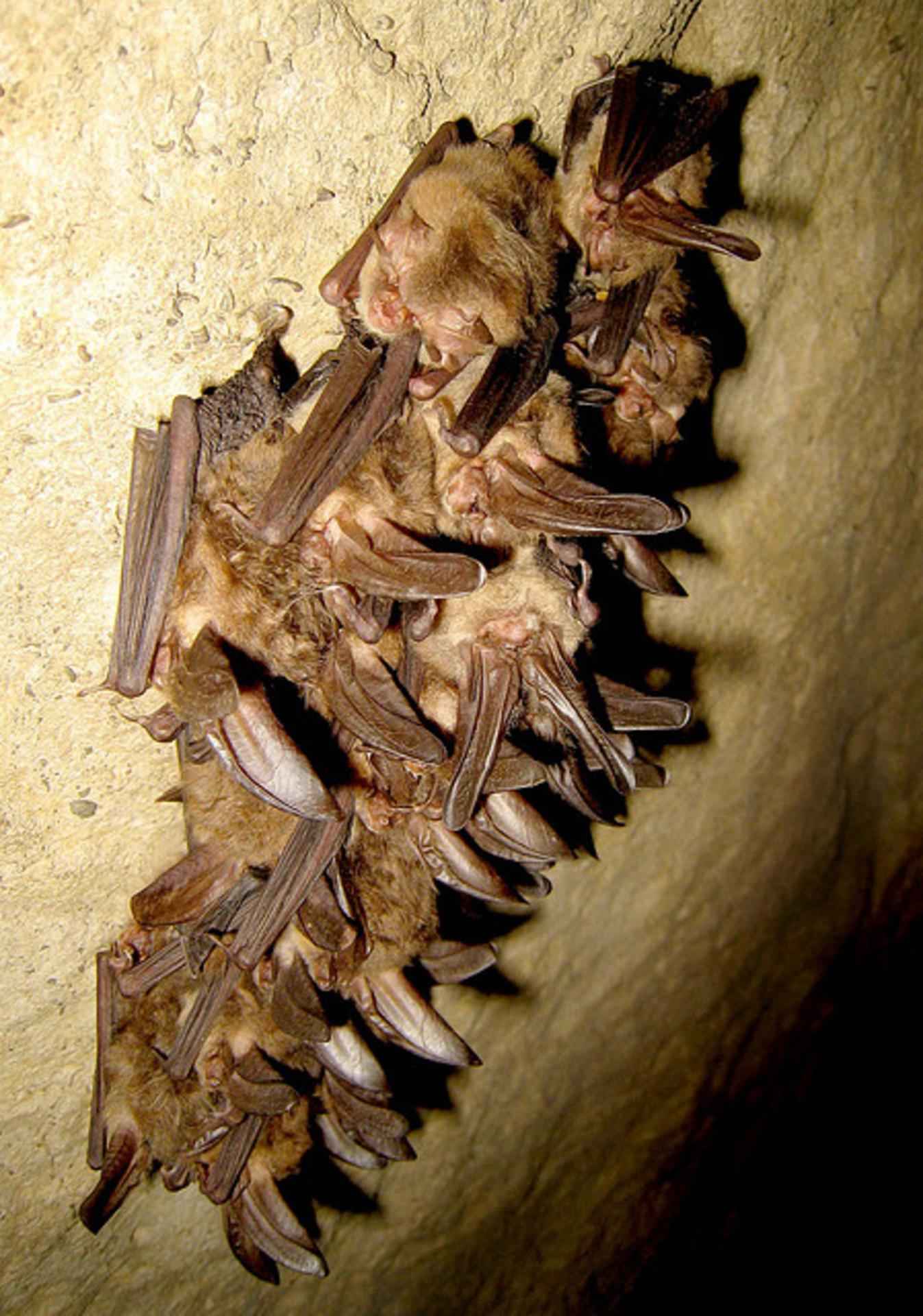 Imagem de referência de Corynorhinus townsendii, descrito nos dados abertos como espécie de mamífero