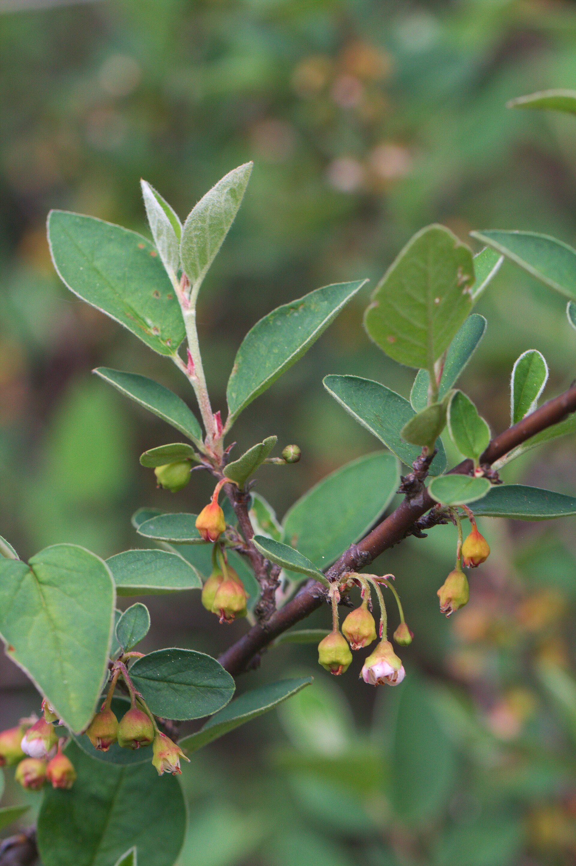 Imagem de referência de Cotoneaster, descrito nos dados abertos como género de plantas