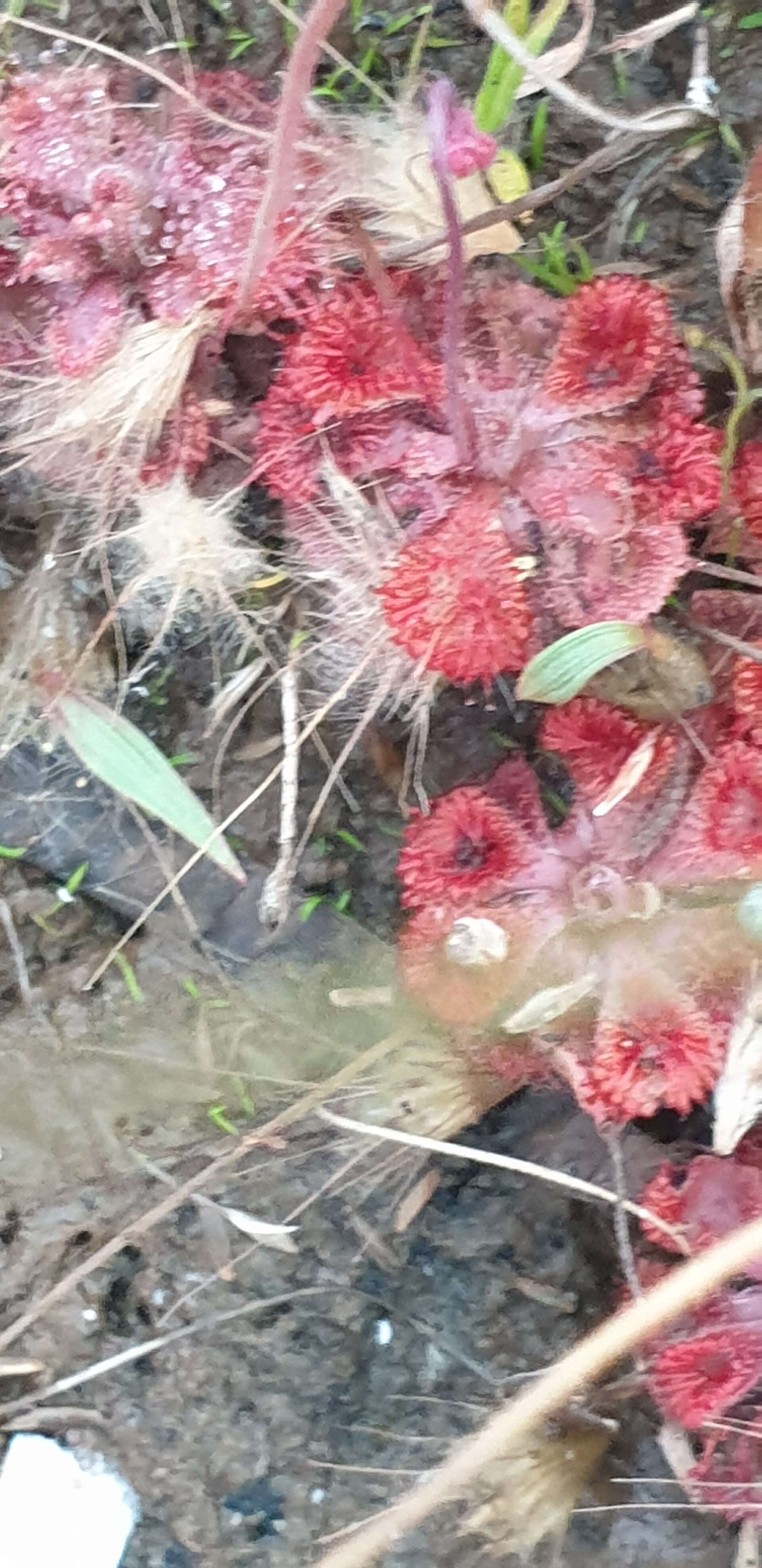 Imagem de referência relacionada a Drosera brevifolia, item descrito como registro de referência sobre Drosera brevifolia, organizado a partir de dados estruturados abertos