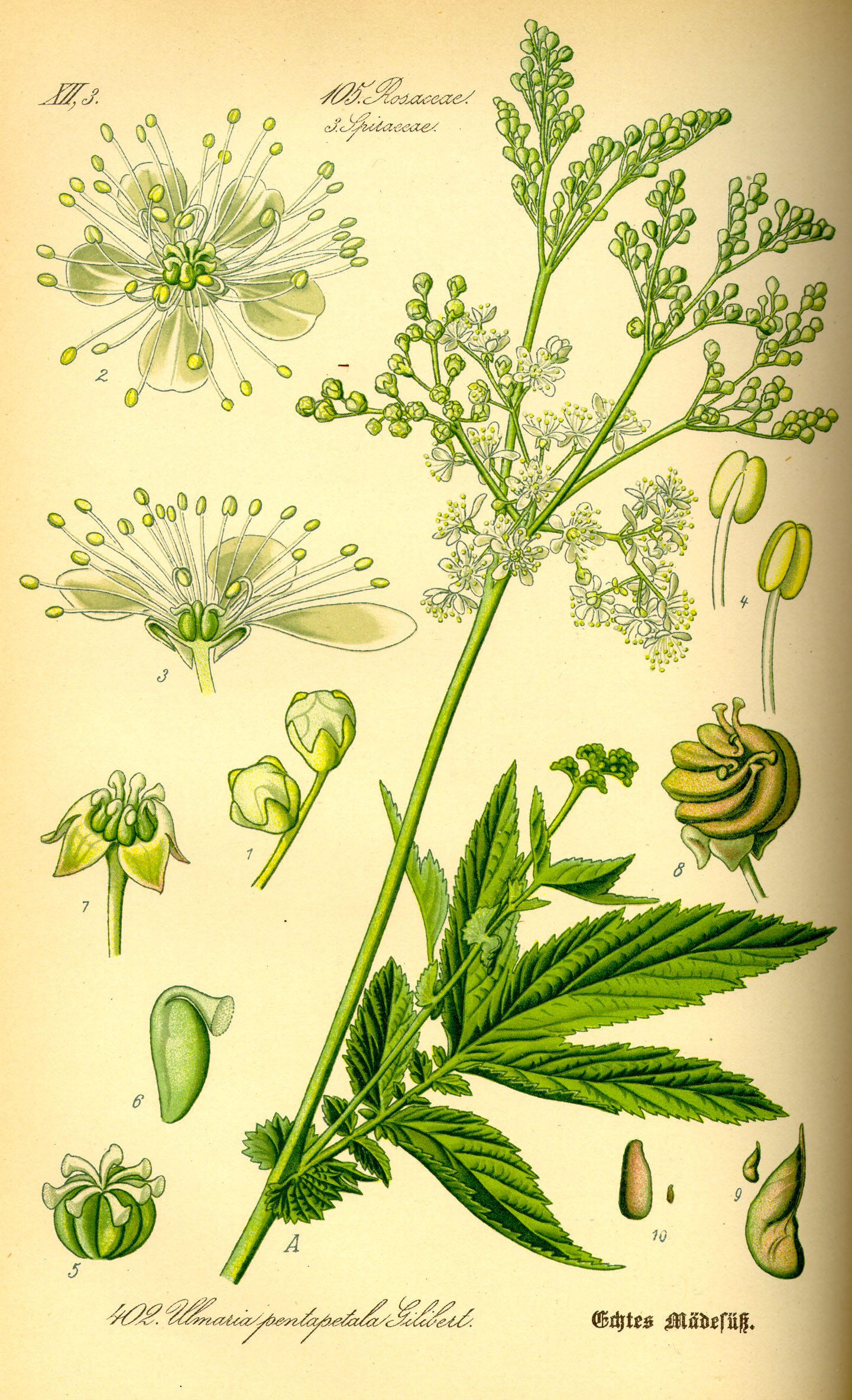 Imagem de referência de Filipendula, descrito nos dados abertos como género de plantas