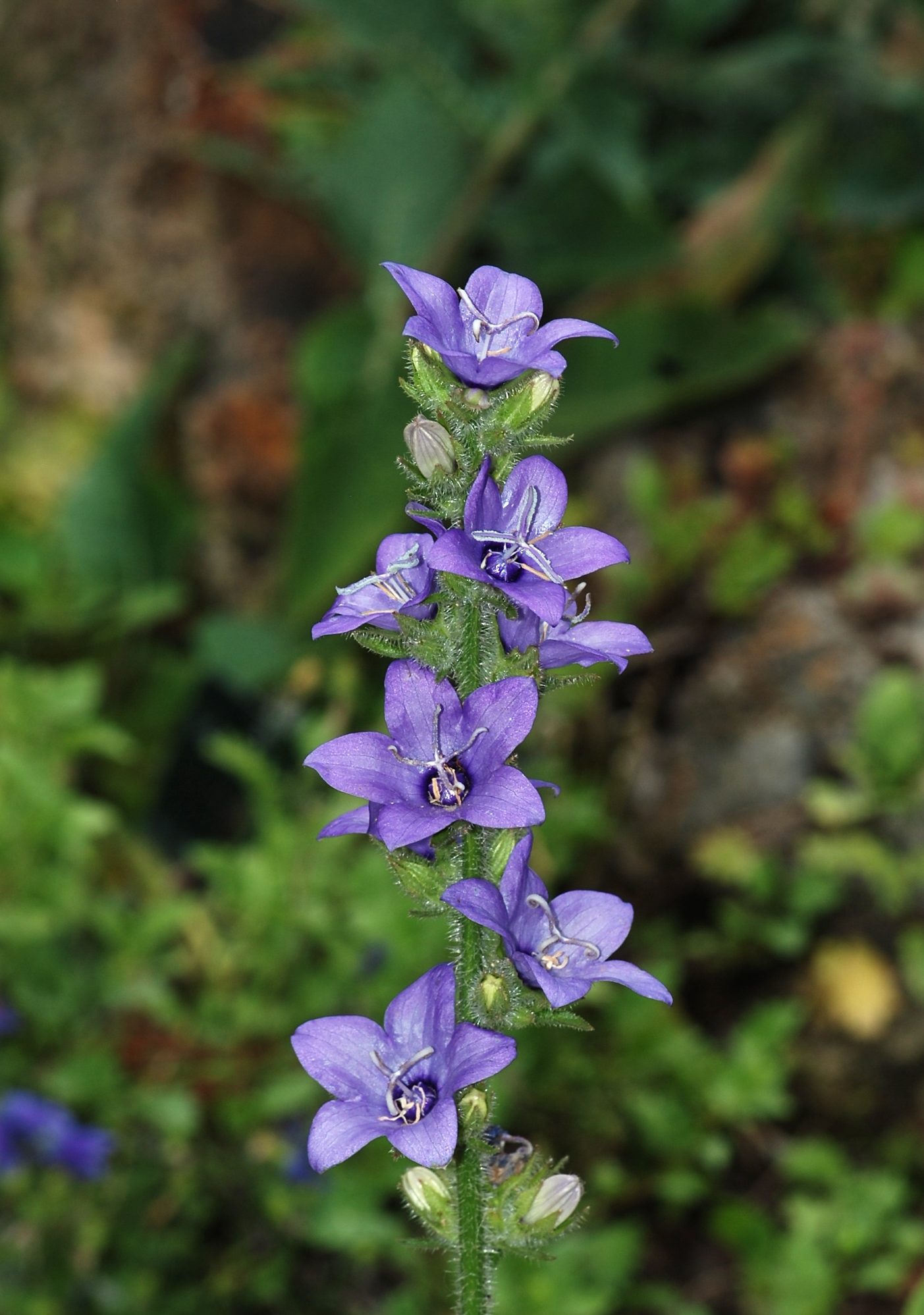 Imagem de referência de Campanulaceae, descrito nos dados abertos como família de plantas com flor