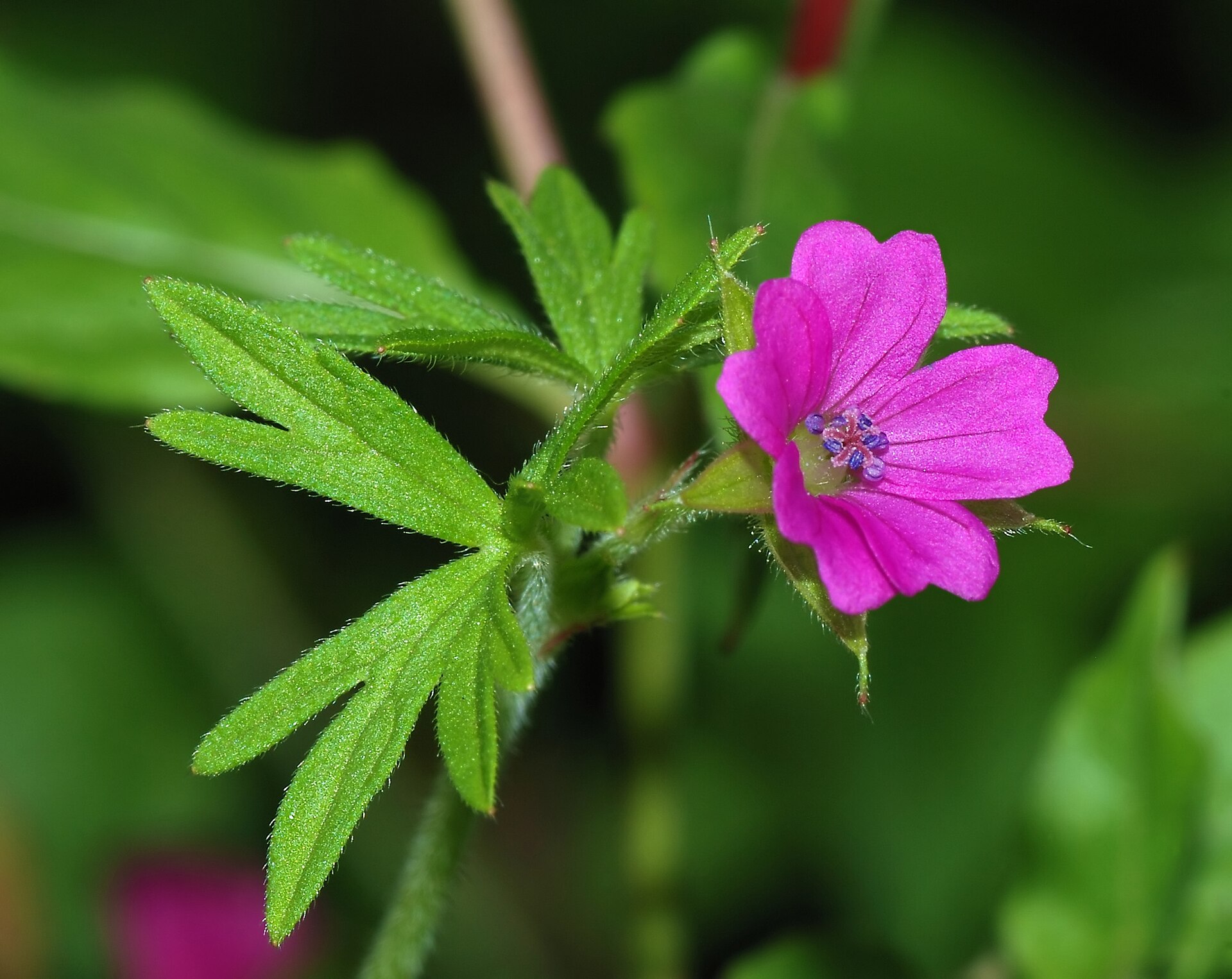 Imagem de referência de Geranium, descrito nos dados abertos como género de plantas