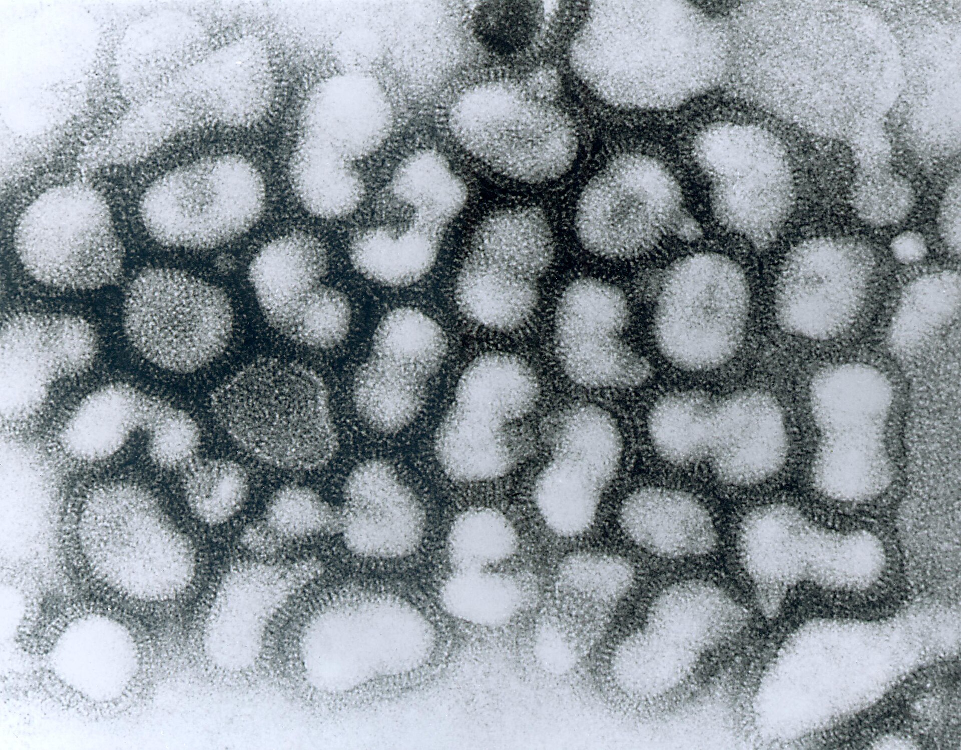 Imagem de referência de gripe aviária, descrito nos dados abertos como doença causada pelo vírus H5N1