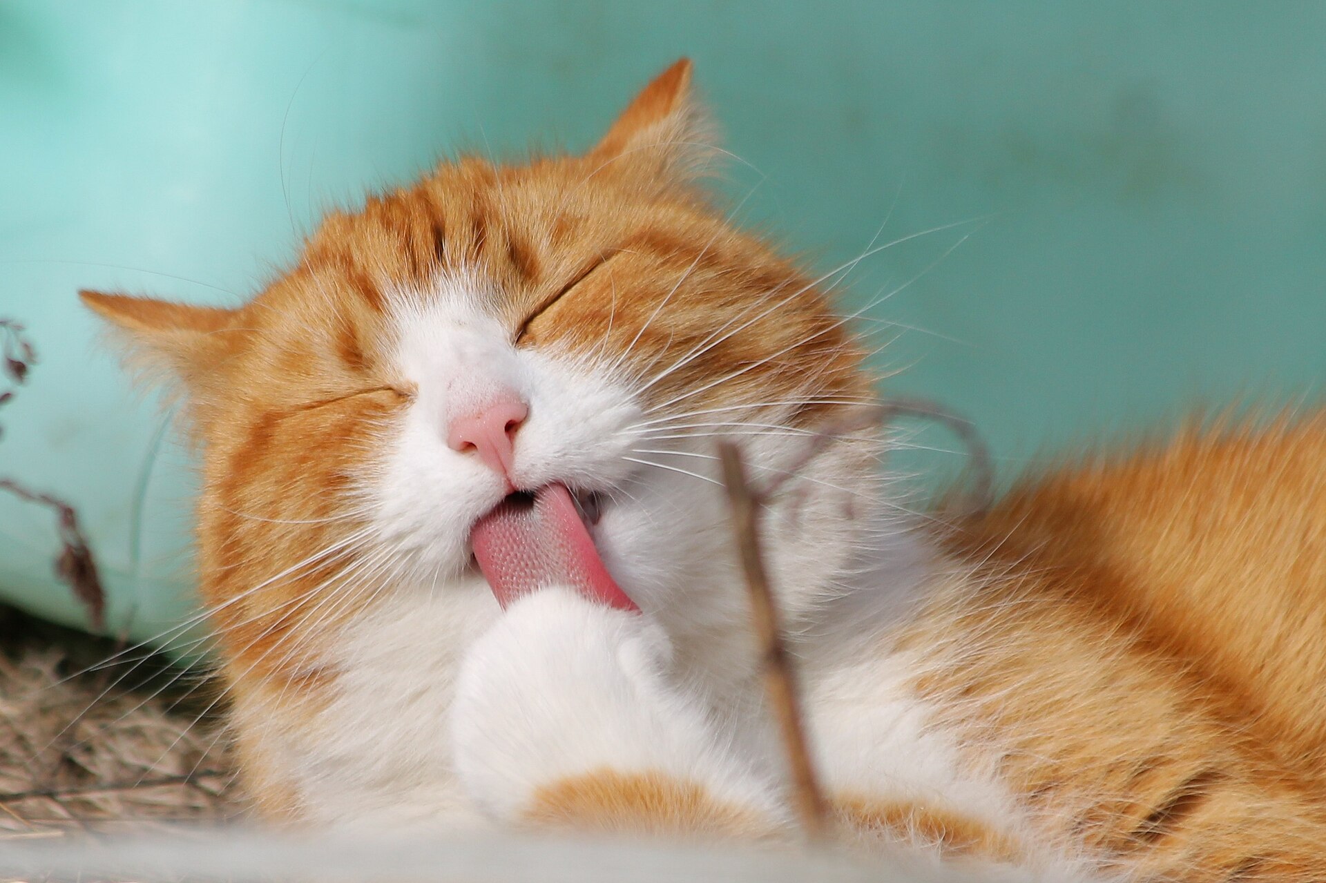 Imagem de referência de gato, descrito nos dados abertos como espécie domesticada de felino