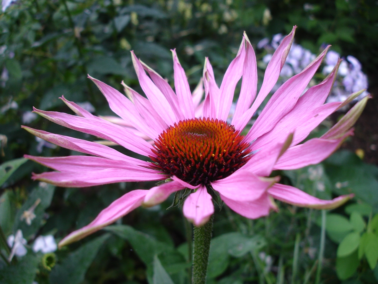 Imagem de referência de Echinacea, descrito nos dados abertos como género de plantas