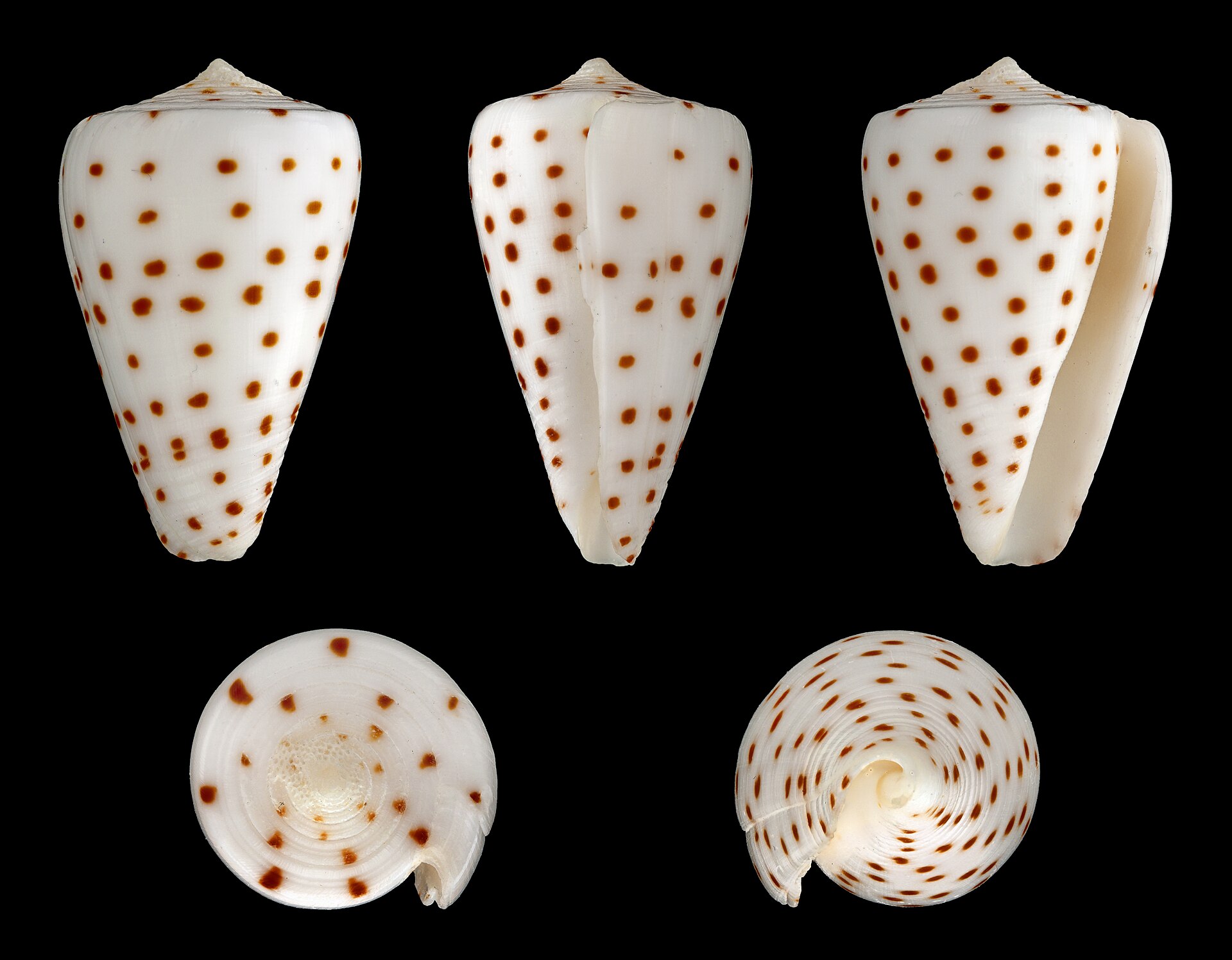 Imagem de referência de Conus eburneus, descrito nos dados abertos como espécie de molusco