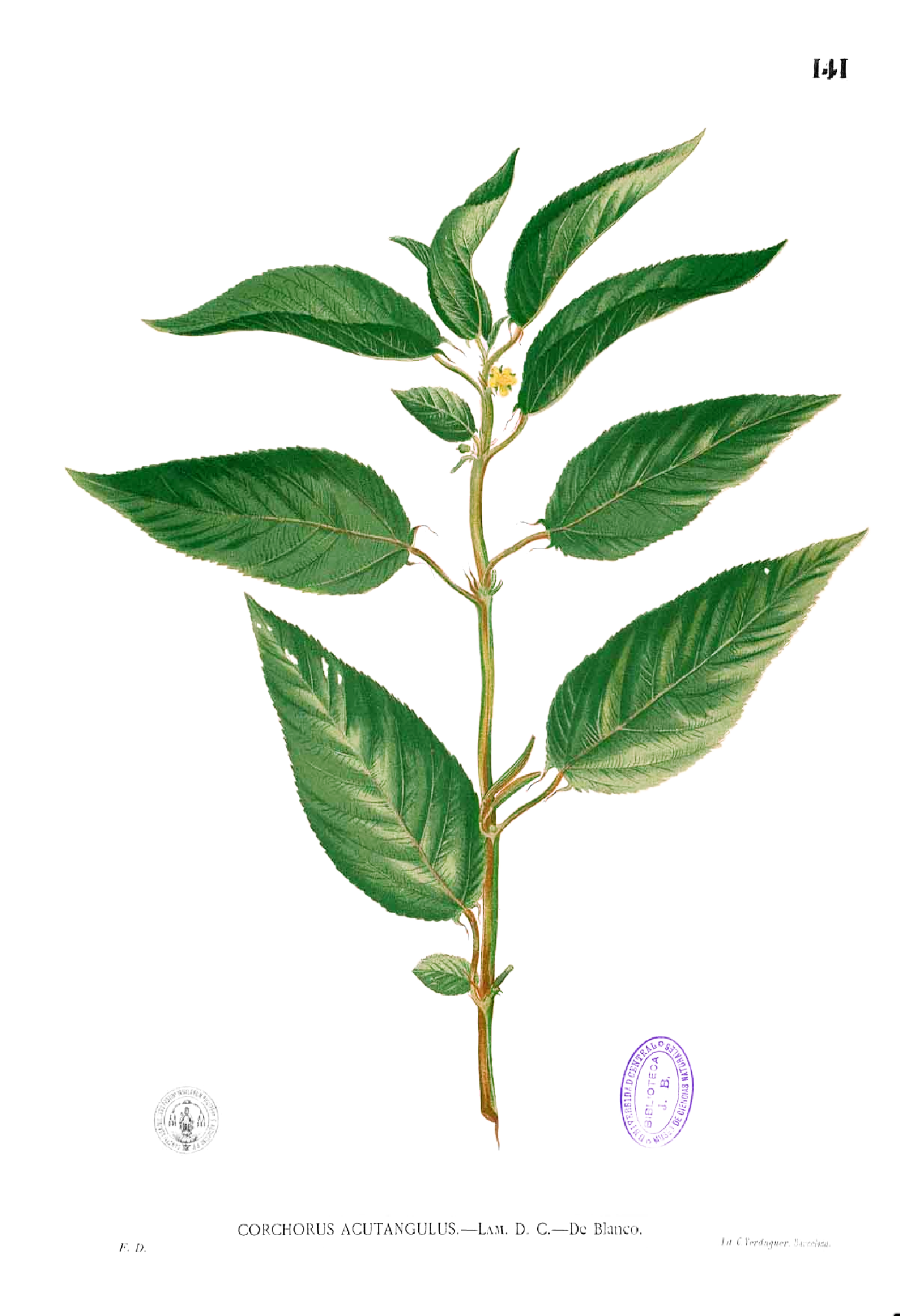 Imagem de referência de Corchorus, descrito nos dados abertos como género de plantas