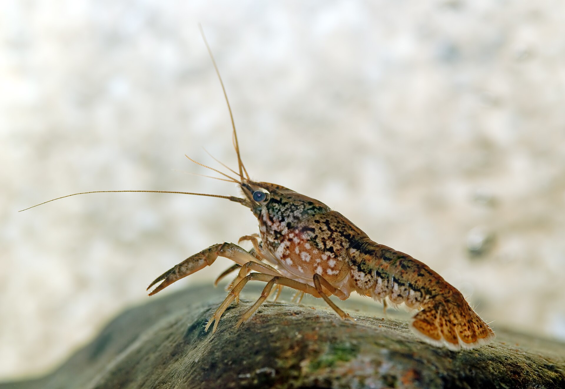Imagem de referência relacionada a Procambarus, item descrito como registro de referência sobre Procambarus, organizado a partir de dados estruturados abertos