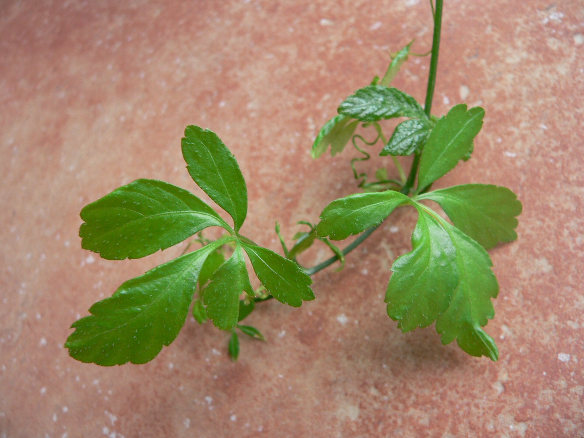 Imagem de referência relacionada a Gynostemma pentaphyllum, item descrito como espécie de planta
