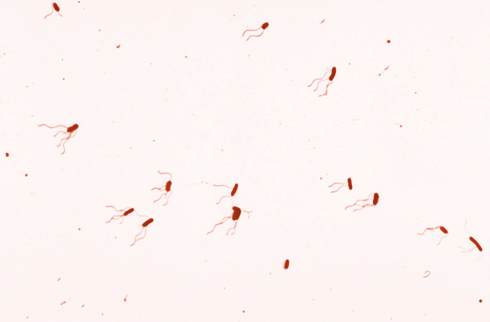 Imagem de referência relacionada a Bordetella bronchiseptica, item descrito como registro de referência sobre Bordetella bronchiseptica, organizado a partir de dados estruturados abertos