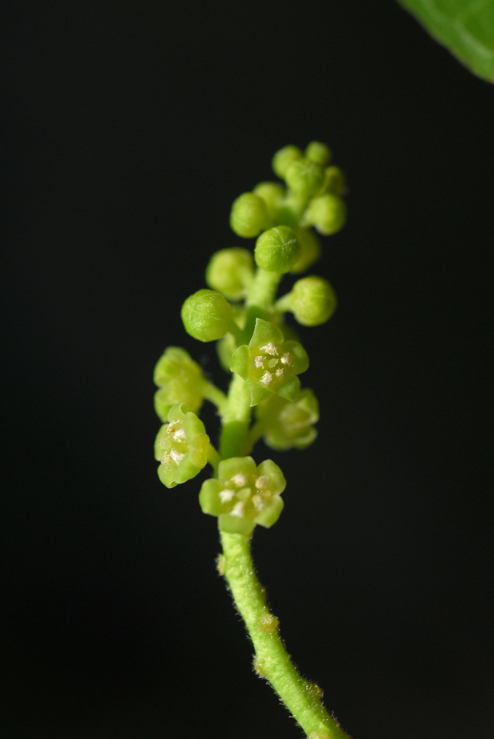 Imagem de referência de Pyrularia, descrito nos dados abertos como género de plantas