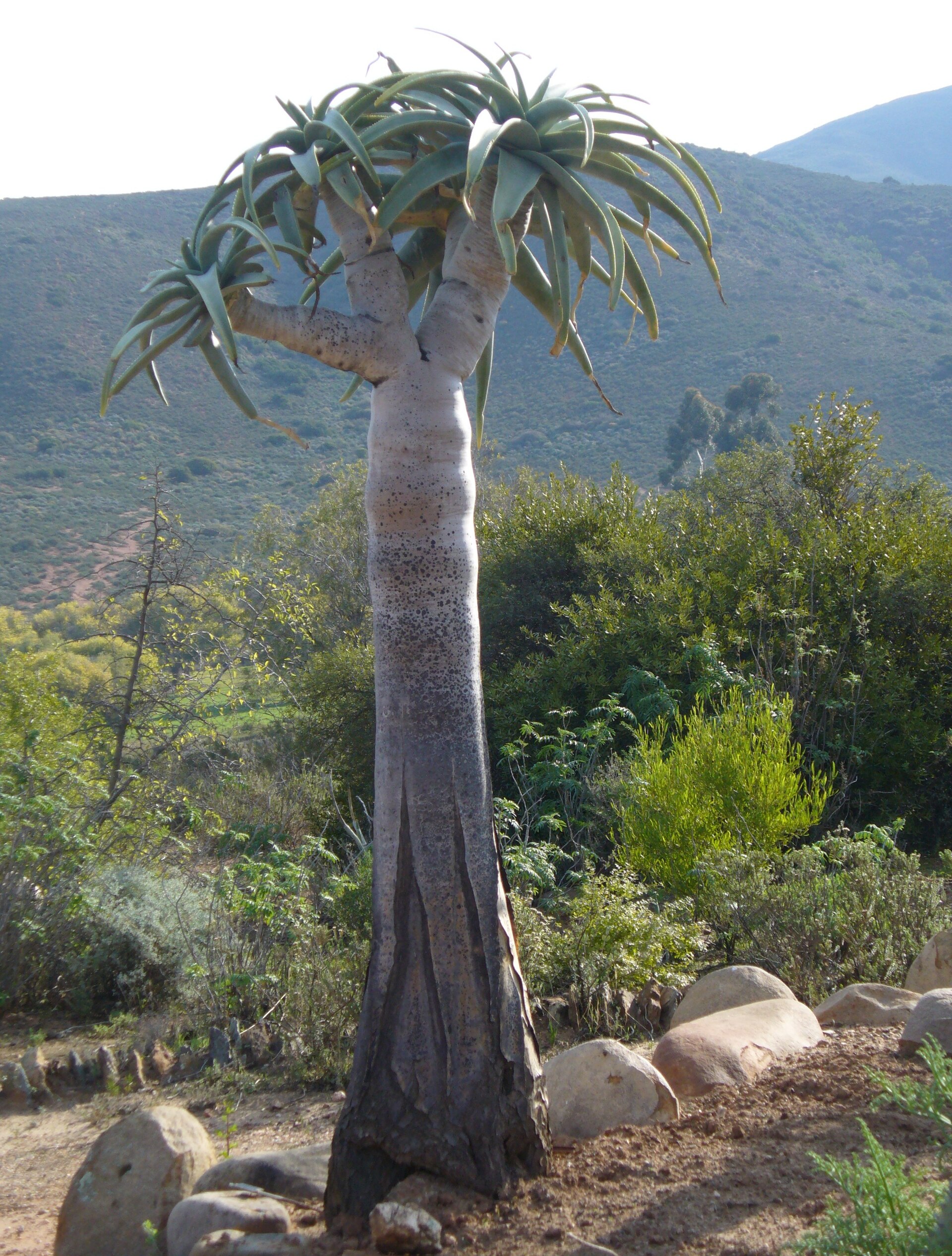 Imagem de referência relacionada a Aloe pillansii, item descrito como espécie de planta