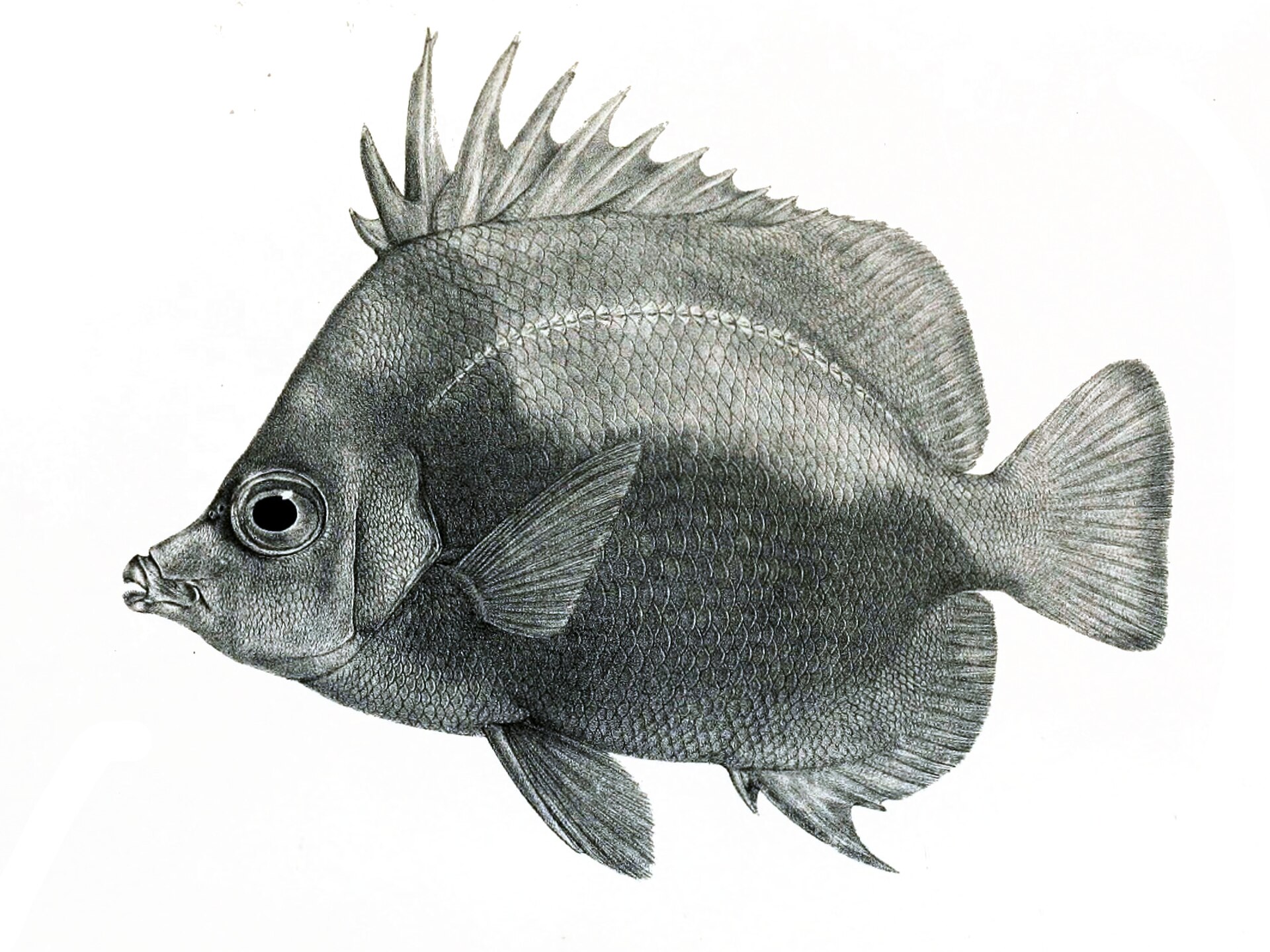 Imagem de referência relacionada a Prognathodes, item descrito como género de peixes