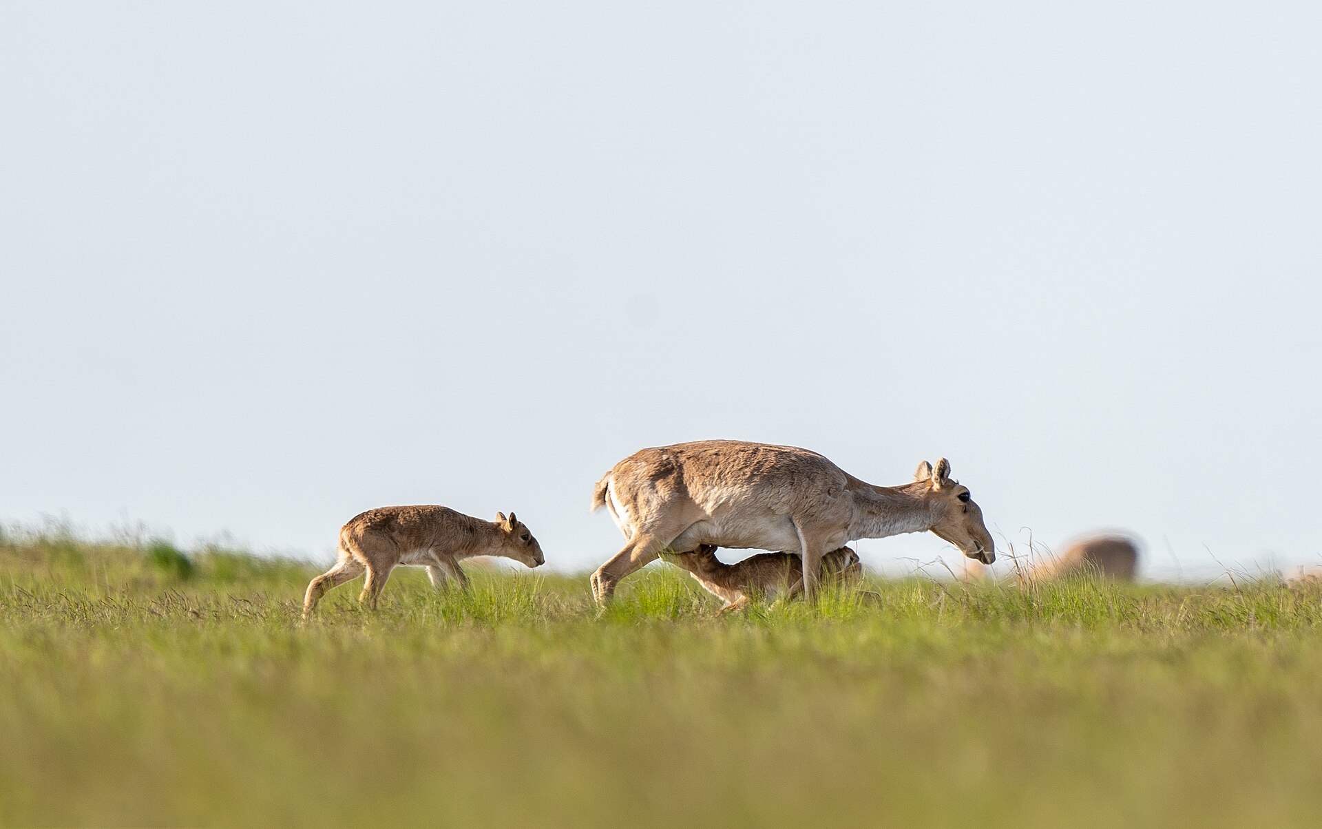 Imagem de referência relacionada a Saiga, item descrito como espécie de antílope