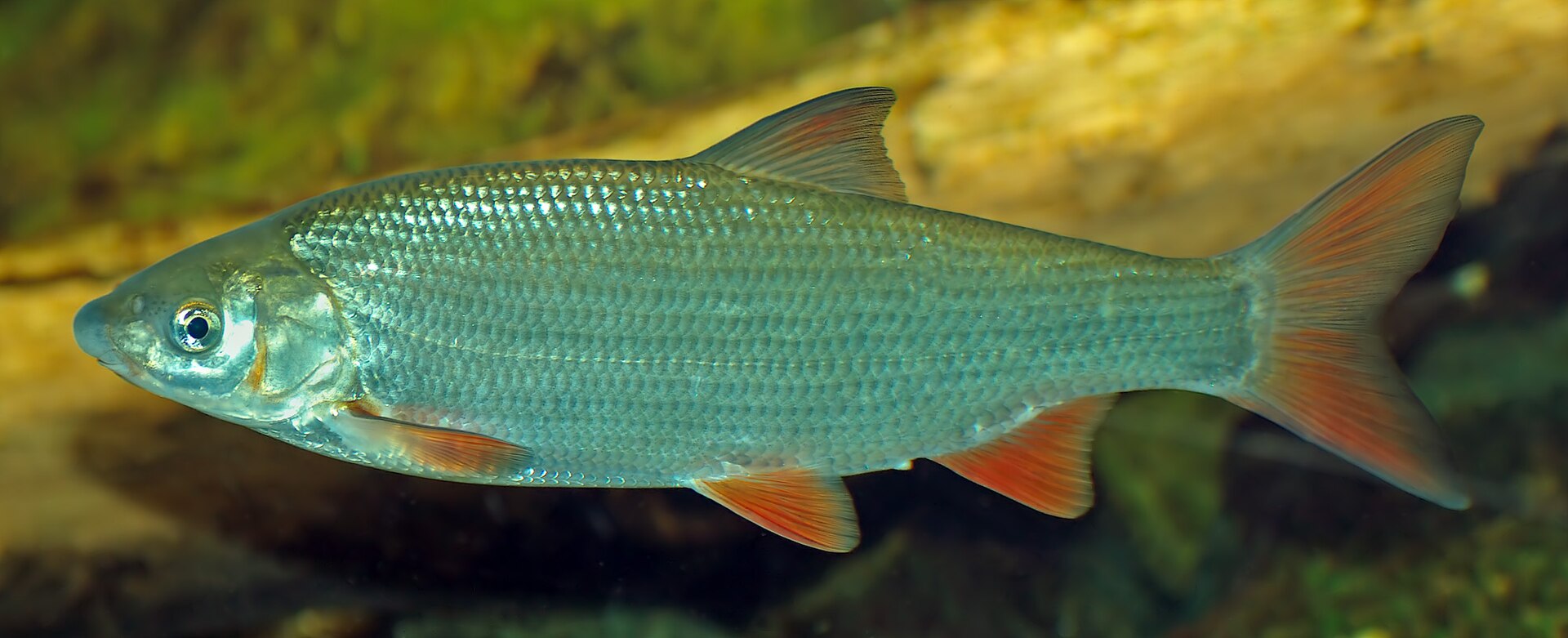 Imagem de referência relacionada a Chondrostoma, item descrito como género de peixes