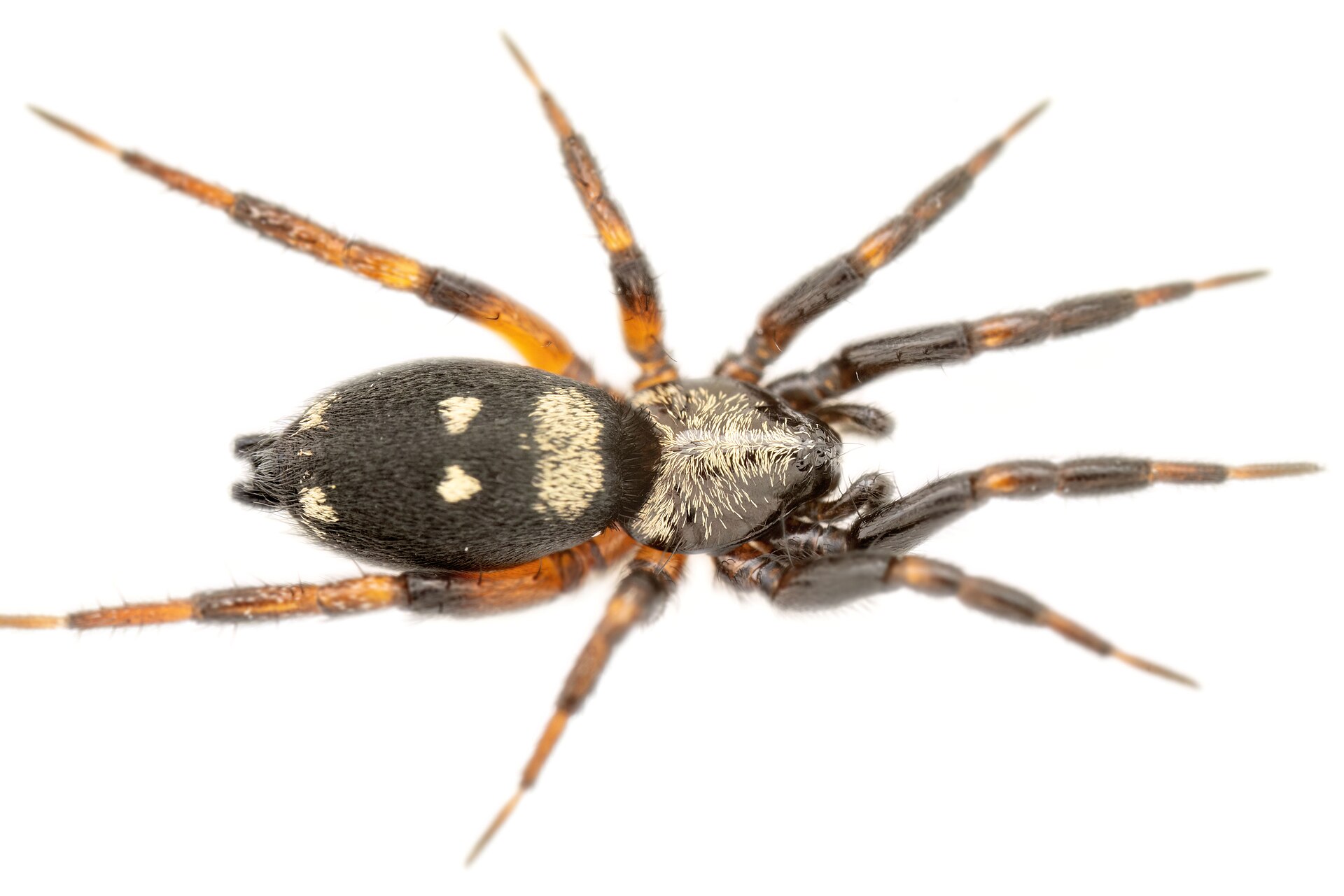 Imagem de referência de Callilepis nocturna, descrito nos dados abertos como espécie de aracnídeo