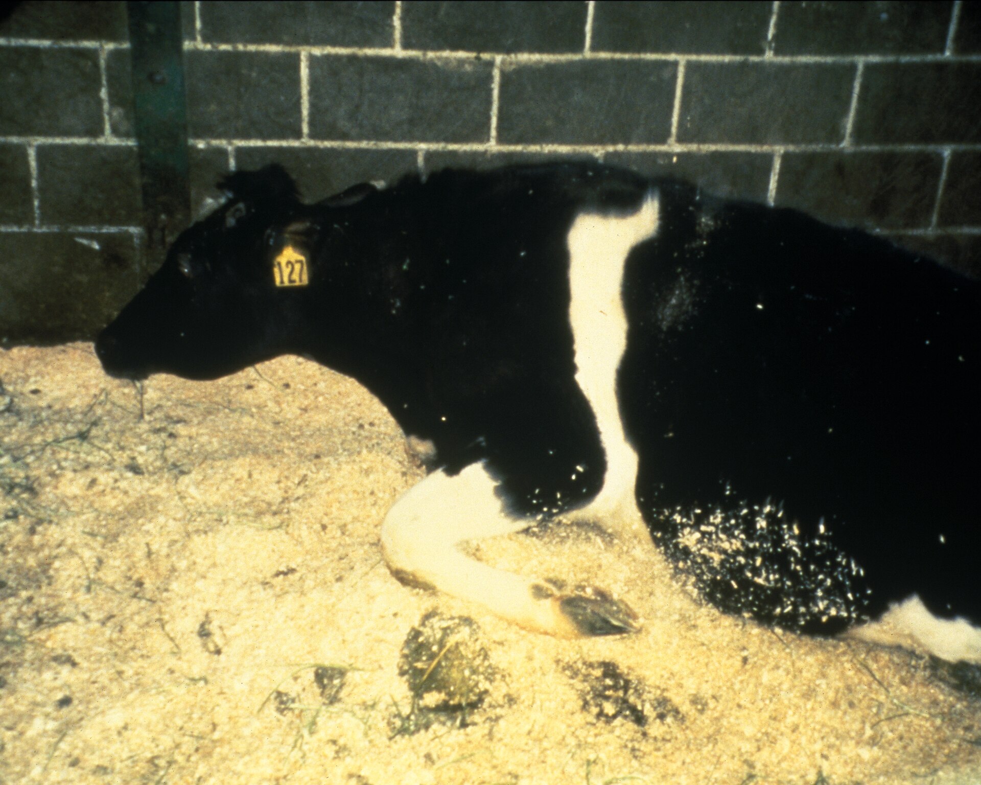 Imagem de referência de encefalopatia espongiforme bovina, descrito nos dados abertos como doença que afeta o gado bovino doméstico