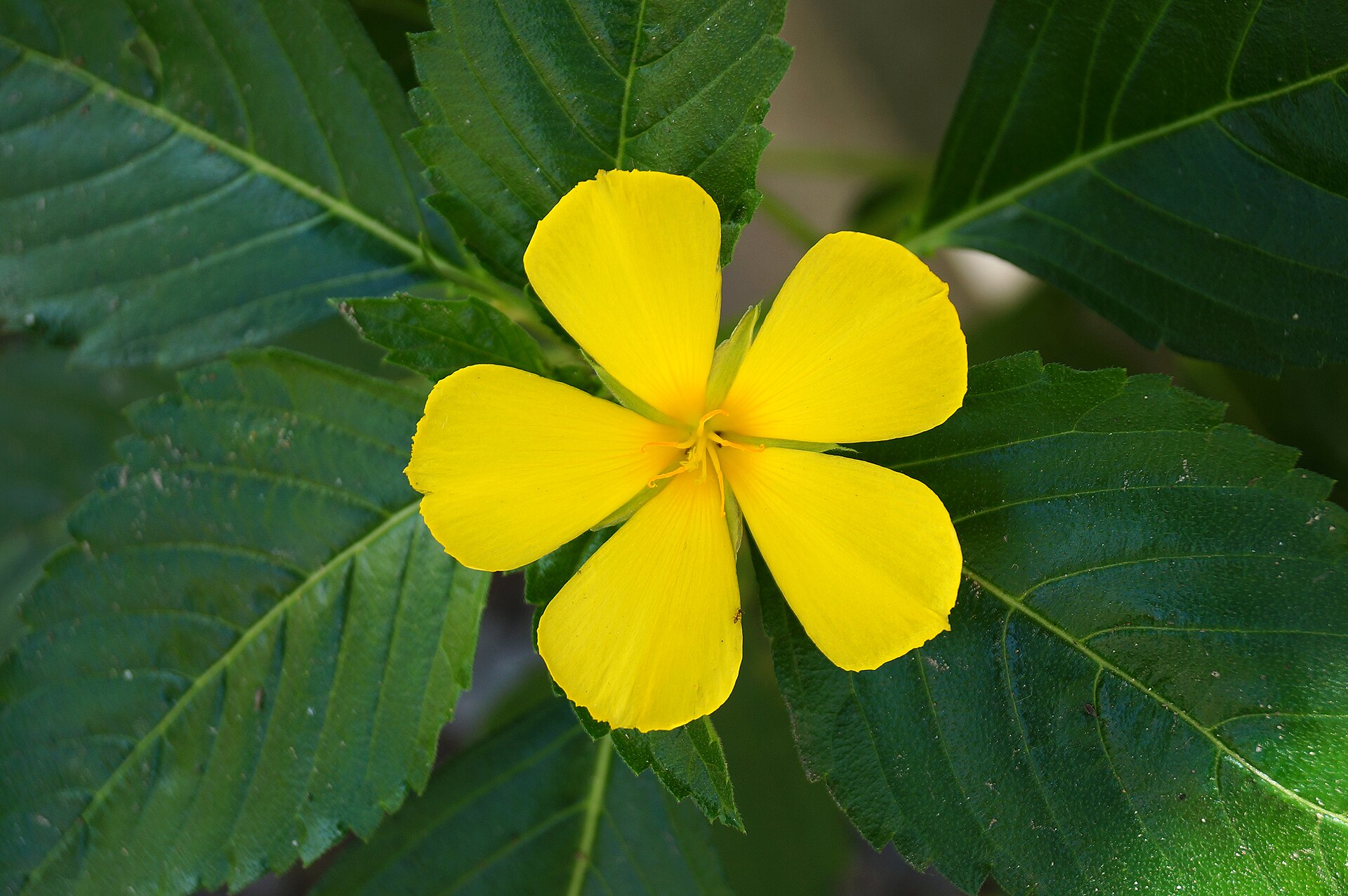 Imagem de referência de Turnera, descrito nos dados abertos como género de plantas