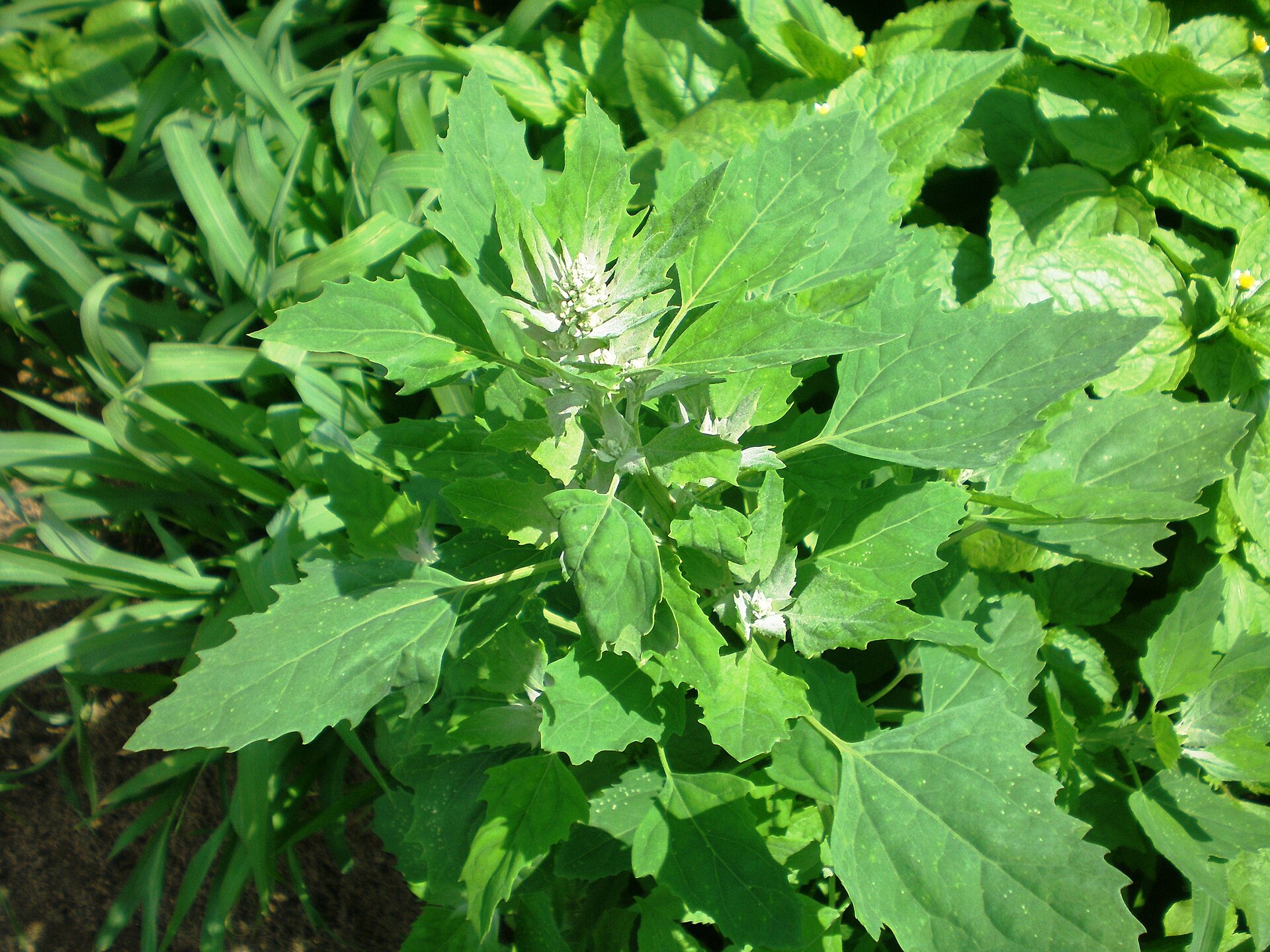 Imagem de referência de Chenopodium album, descrito nos dados abertos como espécie de planta
