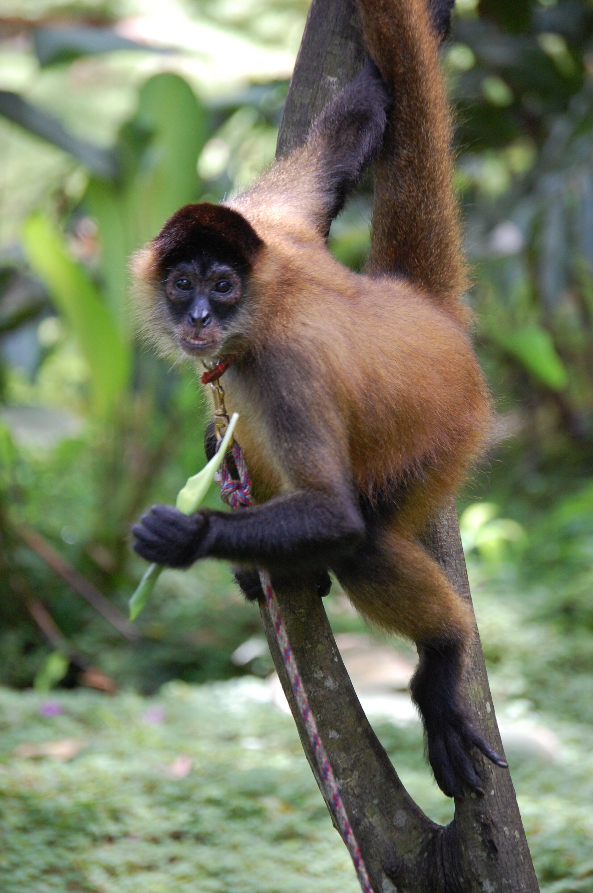 Imagem de referência de Ateles geoffroyi, descrito nos dados abertos como espécie de mamífero