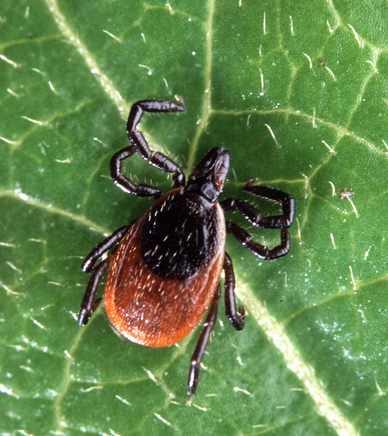 Imagem de referência de Ixodida, descrito nos dados abertos como ordem de ácaros do grupo Parasitiformes