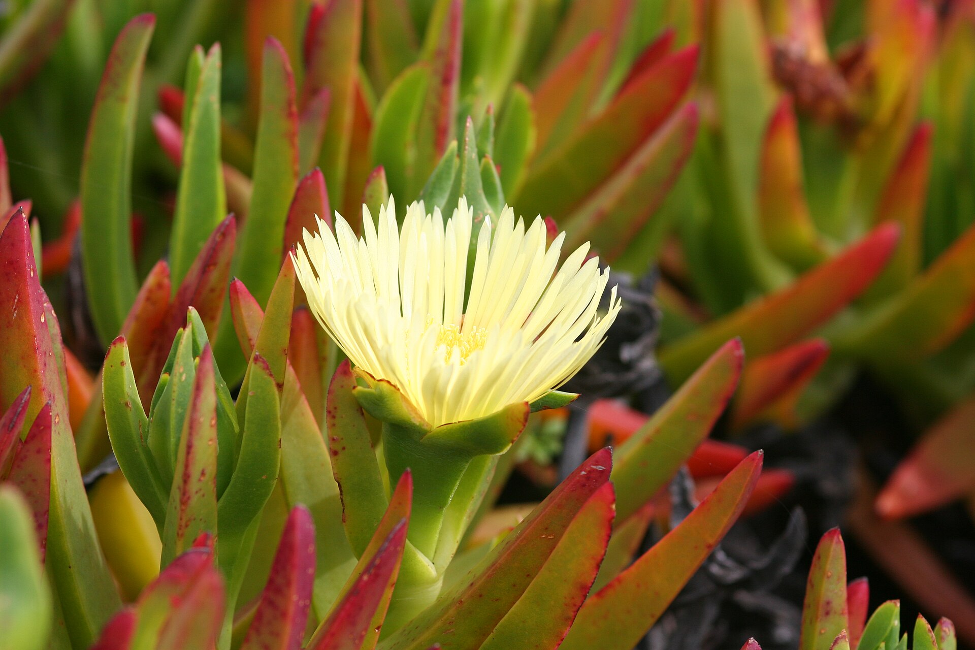 Imagem de referência relacionada a Carpobrotus, item descrito como género de plantas
